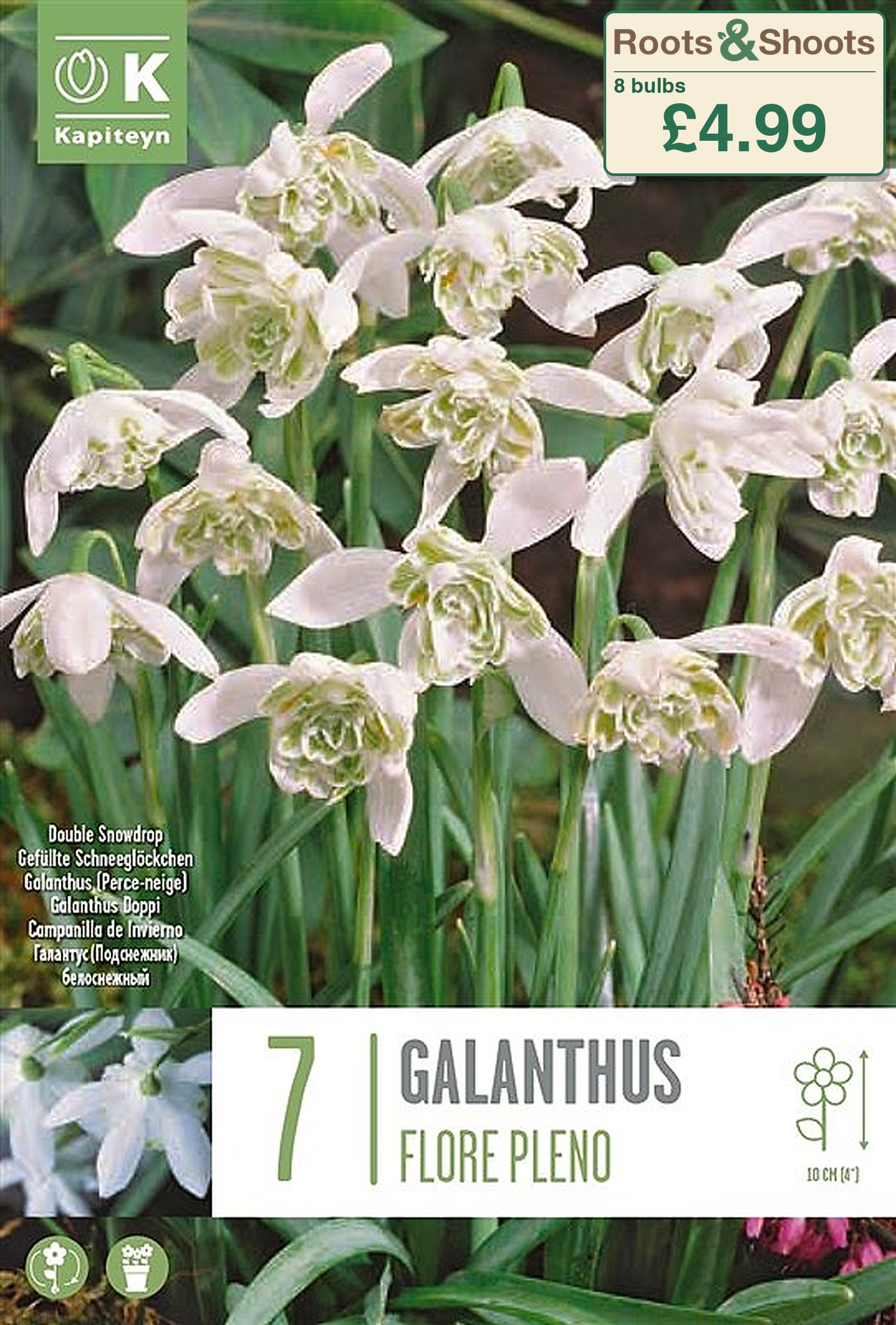 606120UK - Galanthus nivalis f.pleniflorus - FLORE PLENO.png