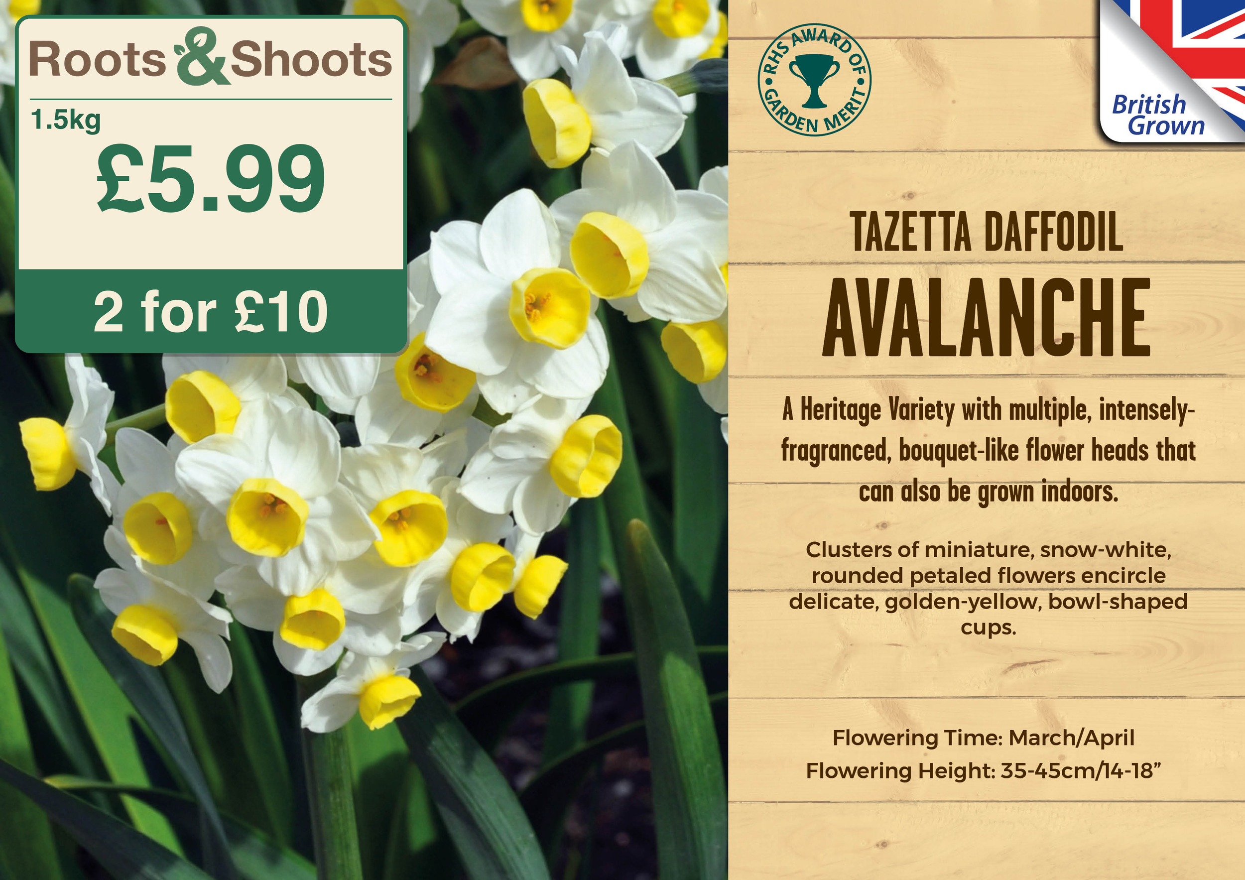 649593 - 1.5kg Carry Fresh Pack - Narcissus tazetta - AVALANCHE.png