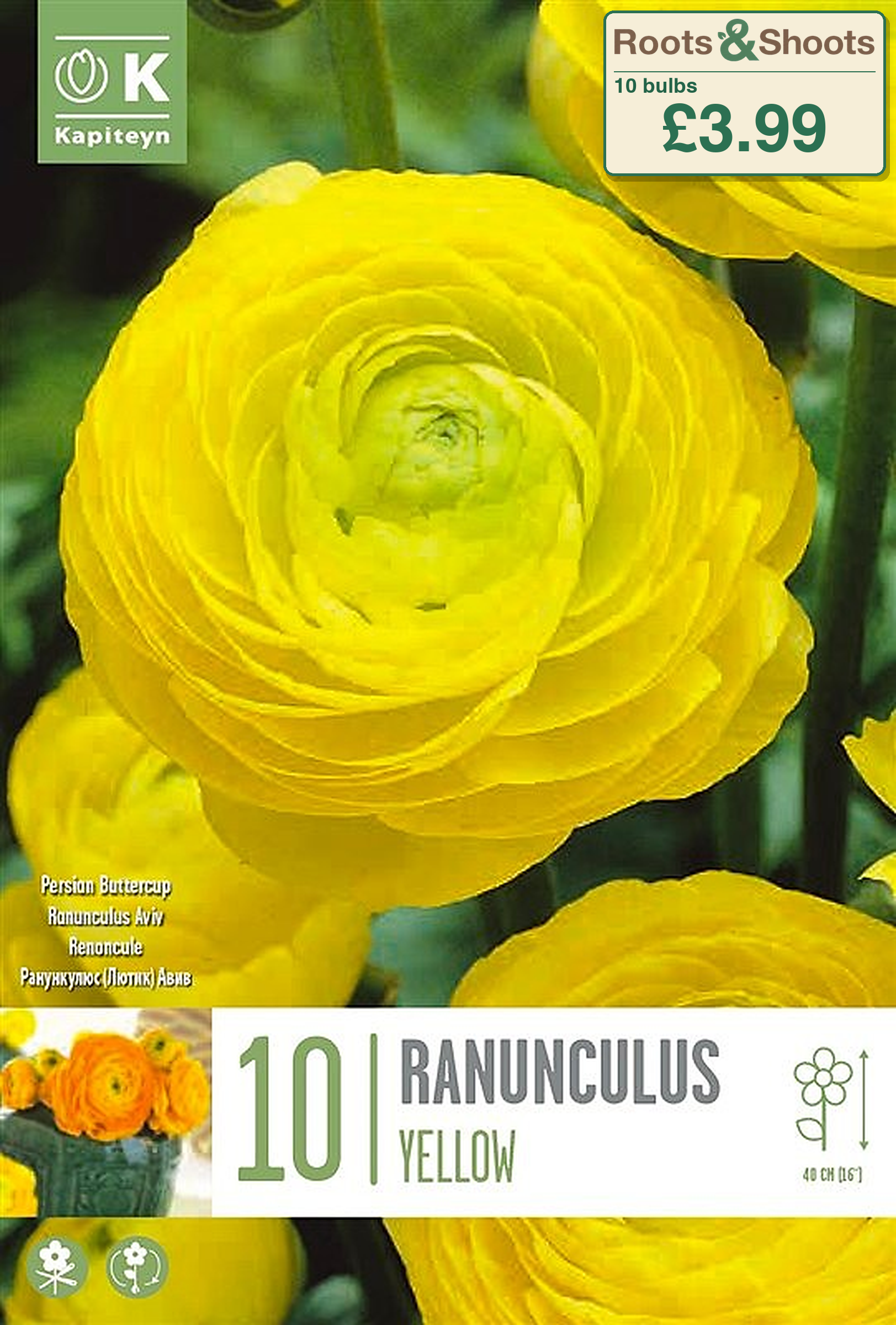 606260 - Ranunculus Yellow asiaticus - AVIV YELLOW.png