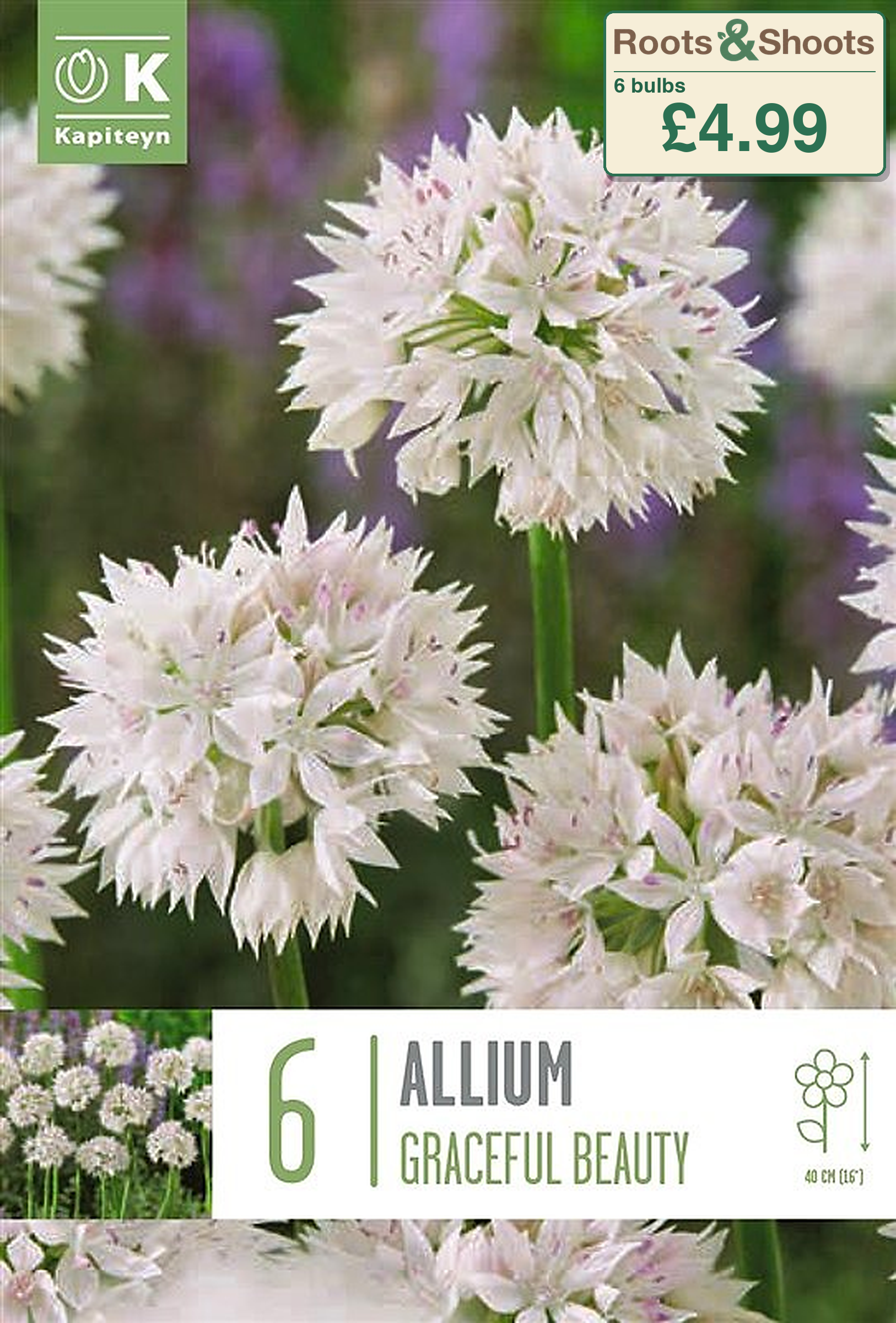607026 - Allium amplectens - GRACEFUL BEAUTY.png