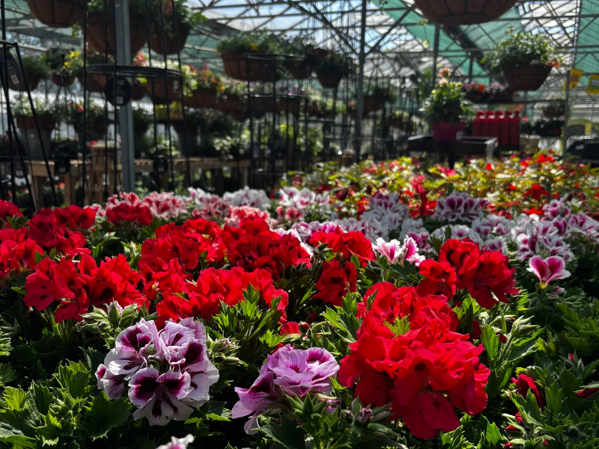 Colorful flowers including red, pink, and white petunias in a greenhouse with hanging plants and sunlight filtering through the glass ceiling.
