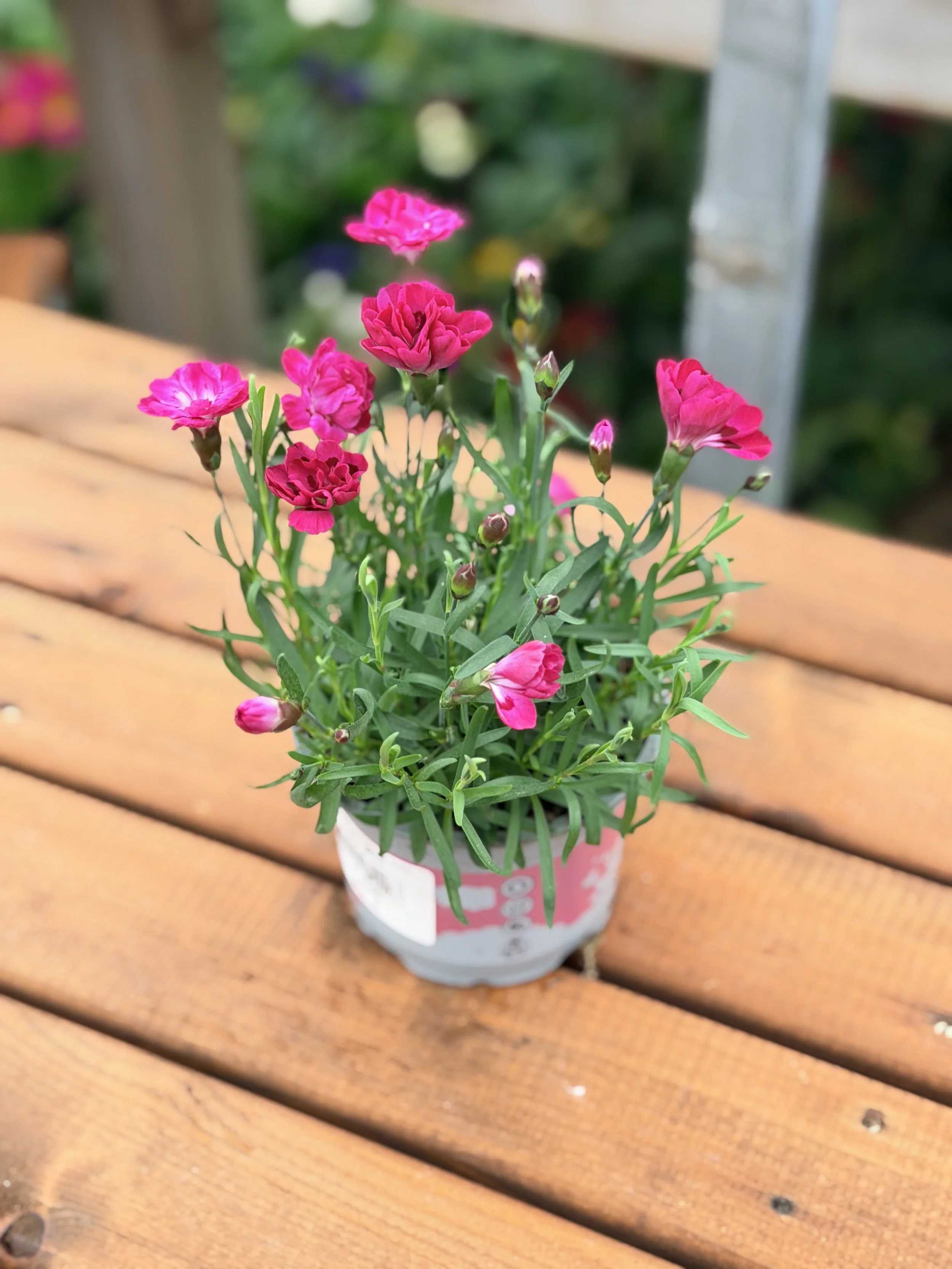 A small potted pink and purple carnation plant on a wooden table with green plants in the blurred background.