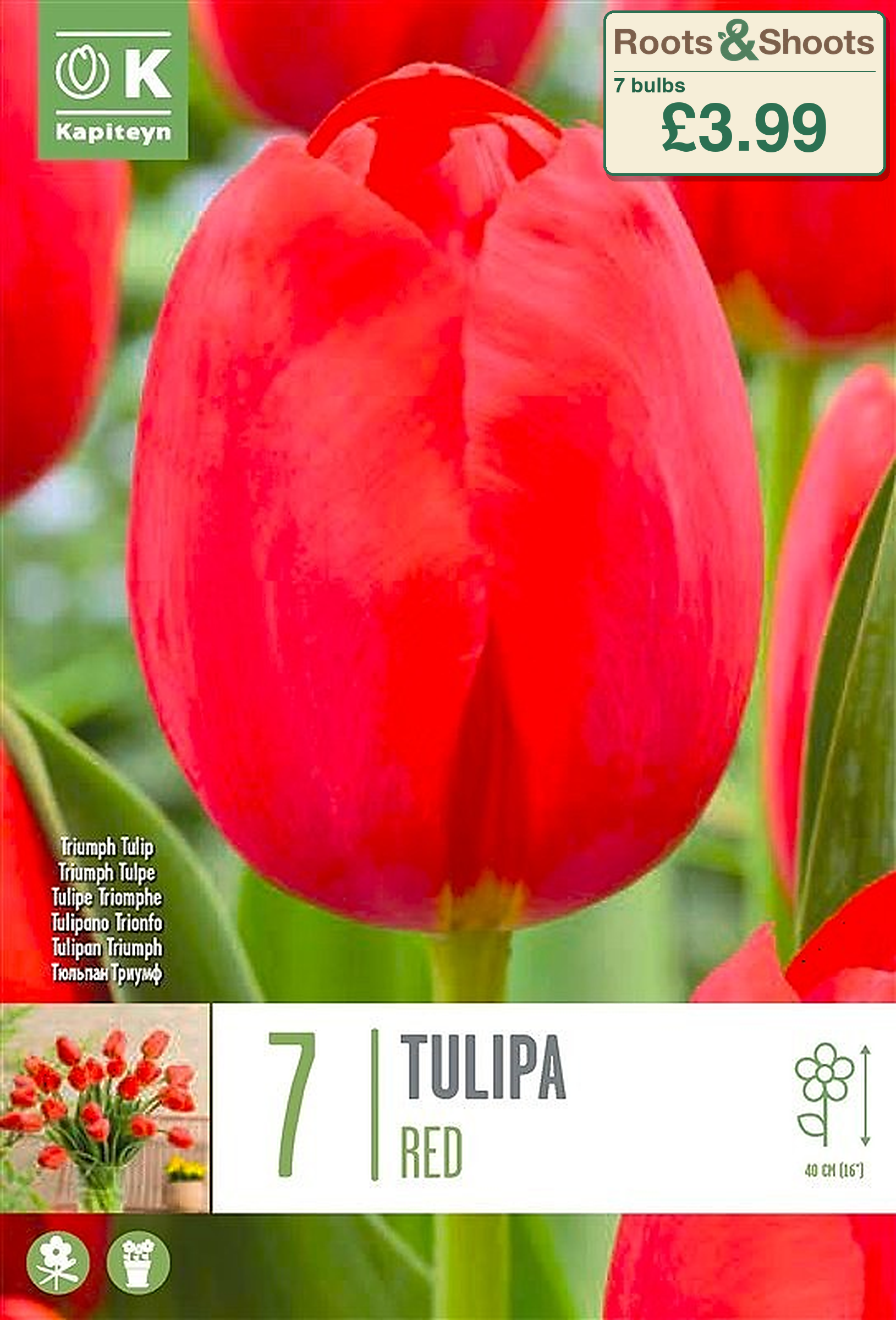603552 - Tulipa triumph - RED.png