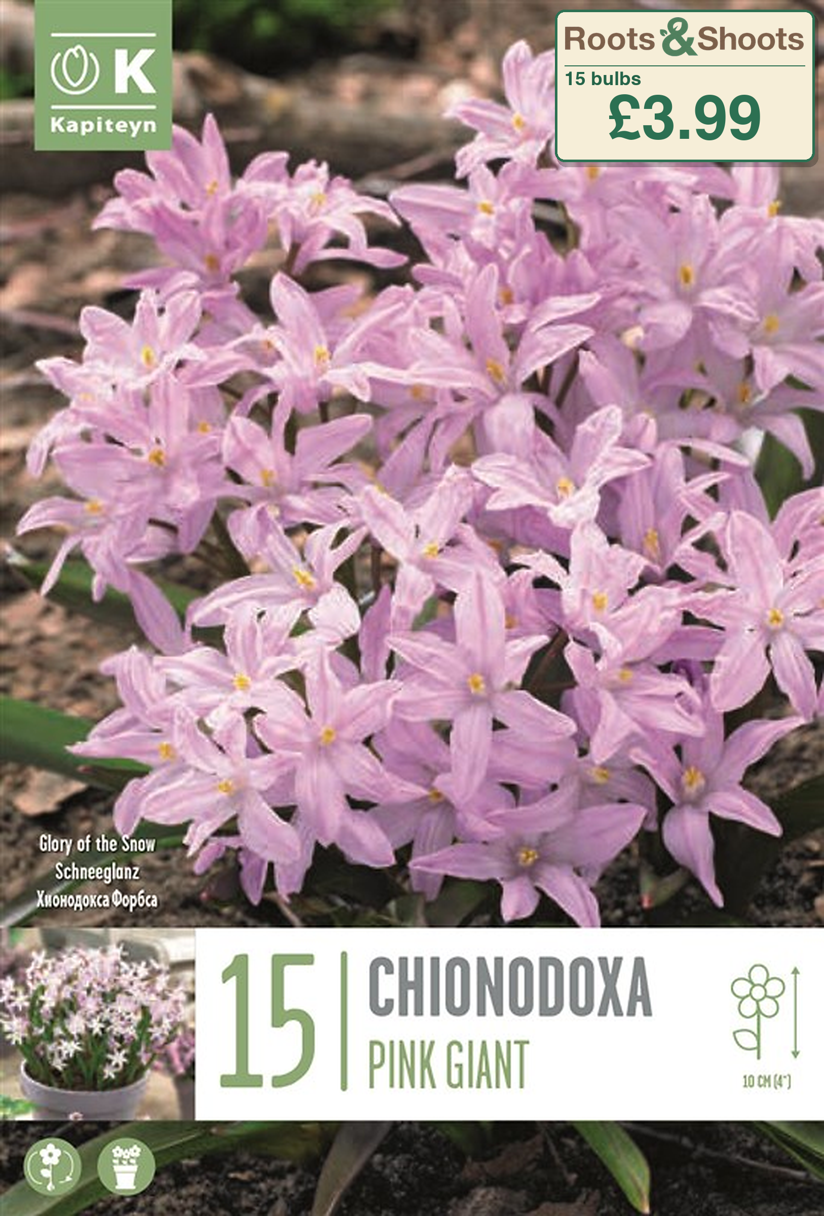 606055 - Chionodoxa Pink Giant.png