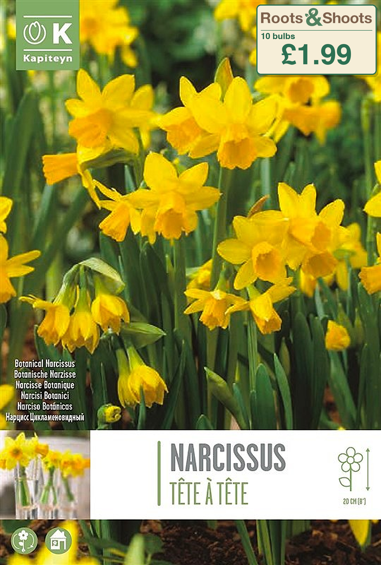 659685 - Narcissus cyclamineus - TETE A TETE.png