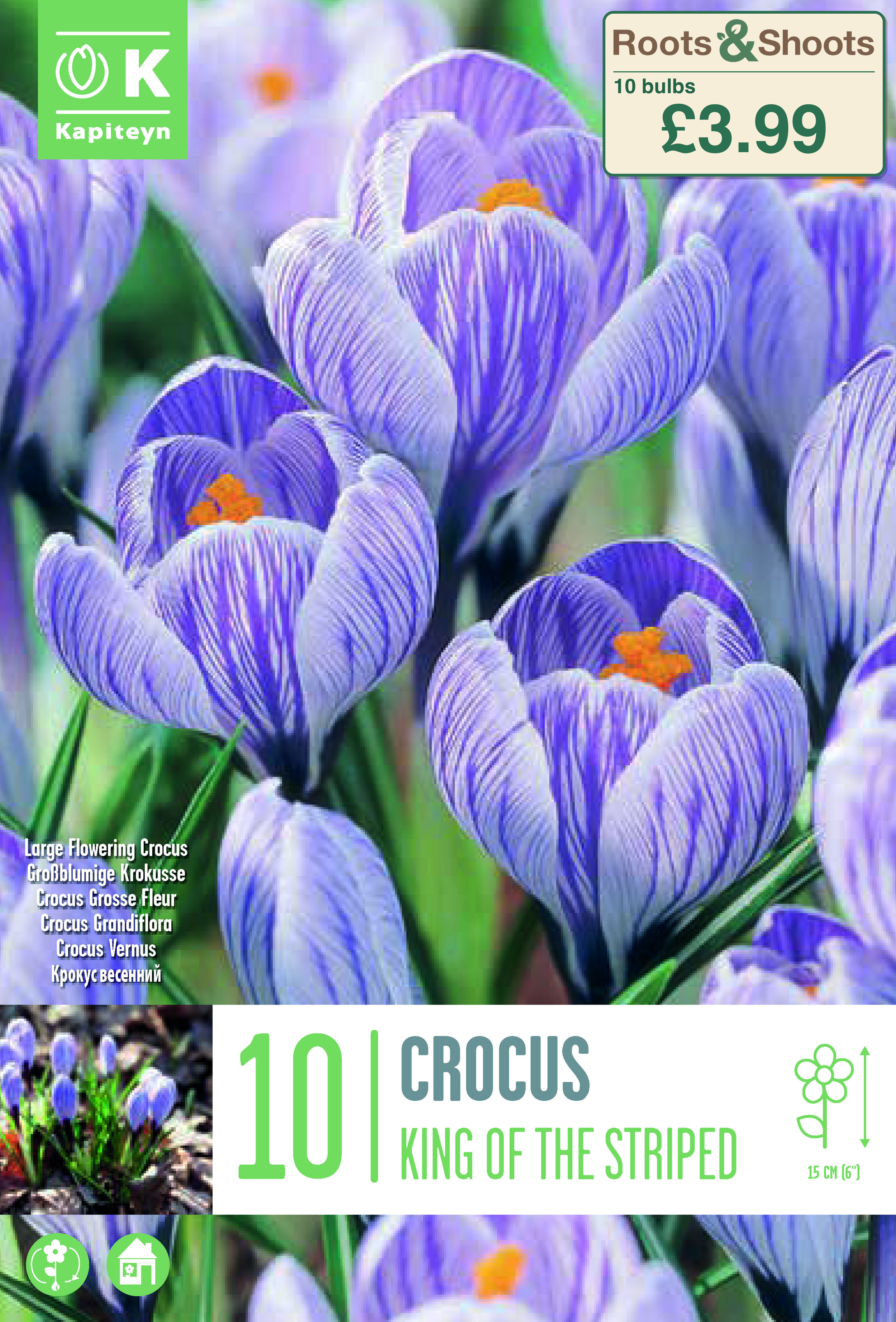 605115 - Crocus vernus - KING OF THE STRIPED.png