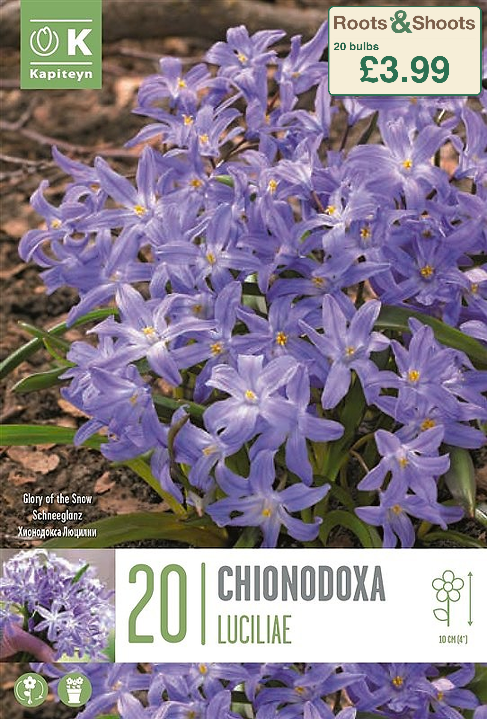 606050 - Chionodoxa luciliae.png