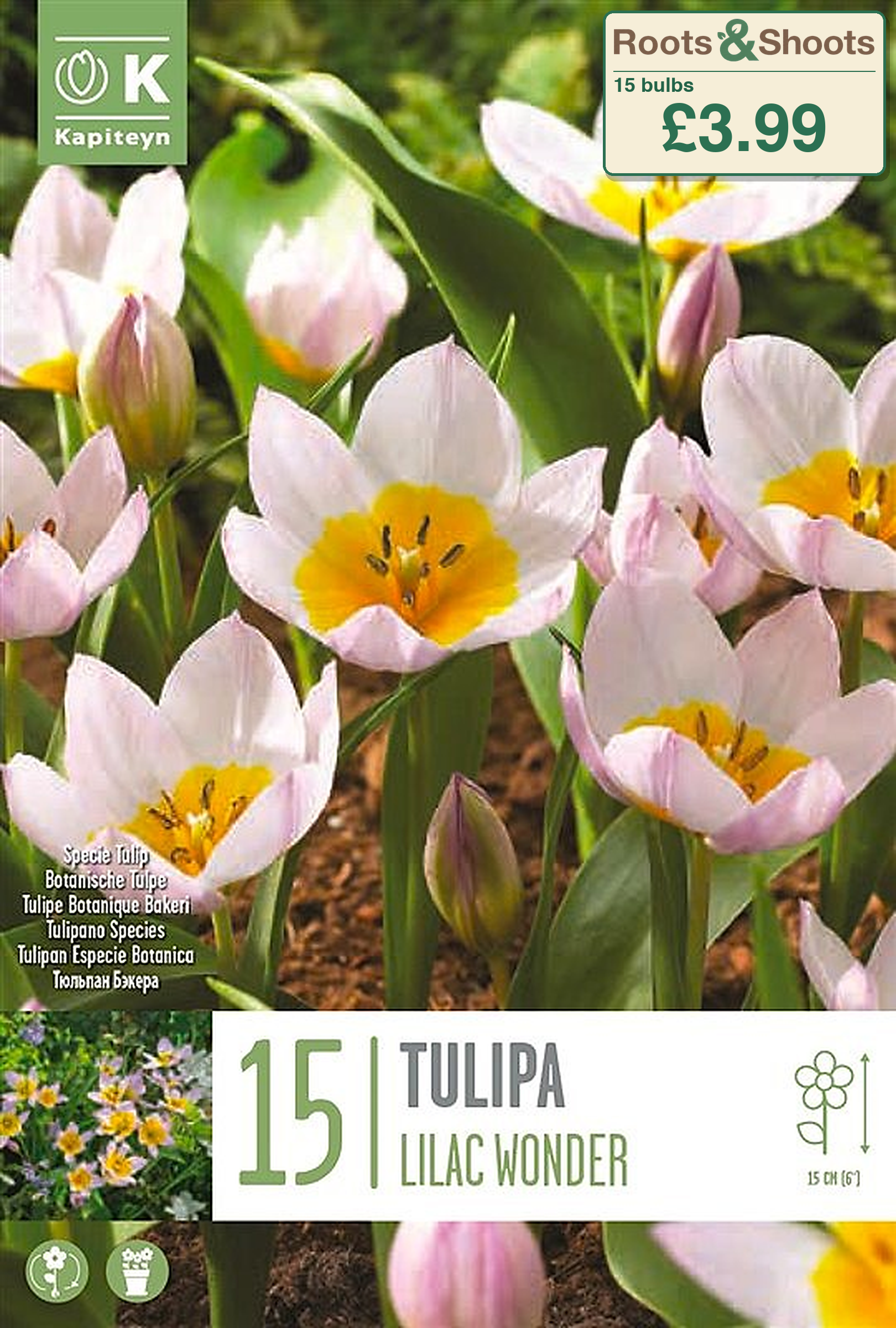 602800 - Tulipa bakeri - LILAC WONDER.png