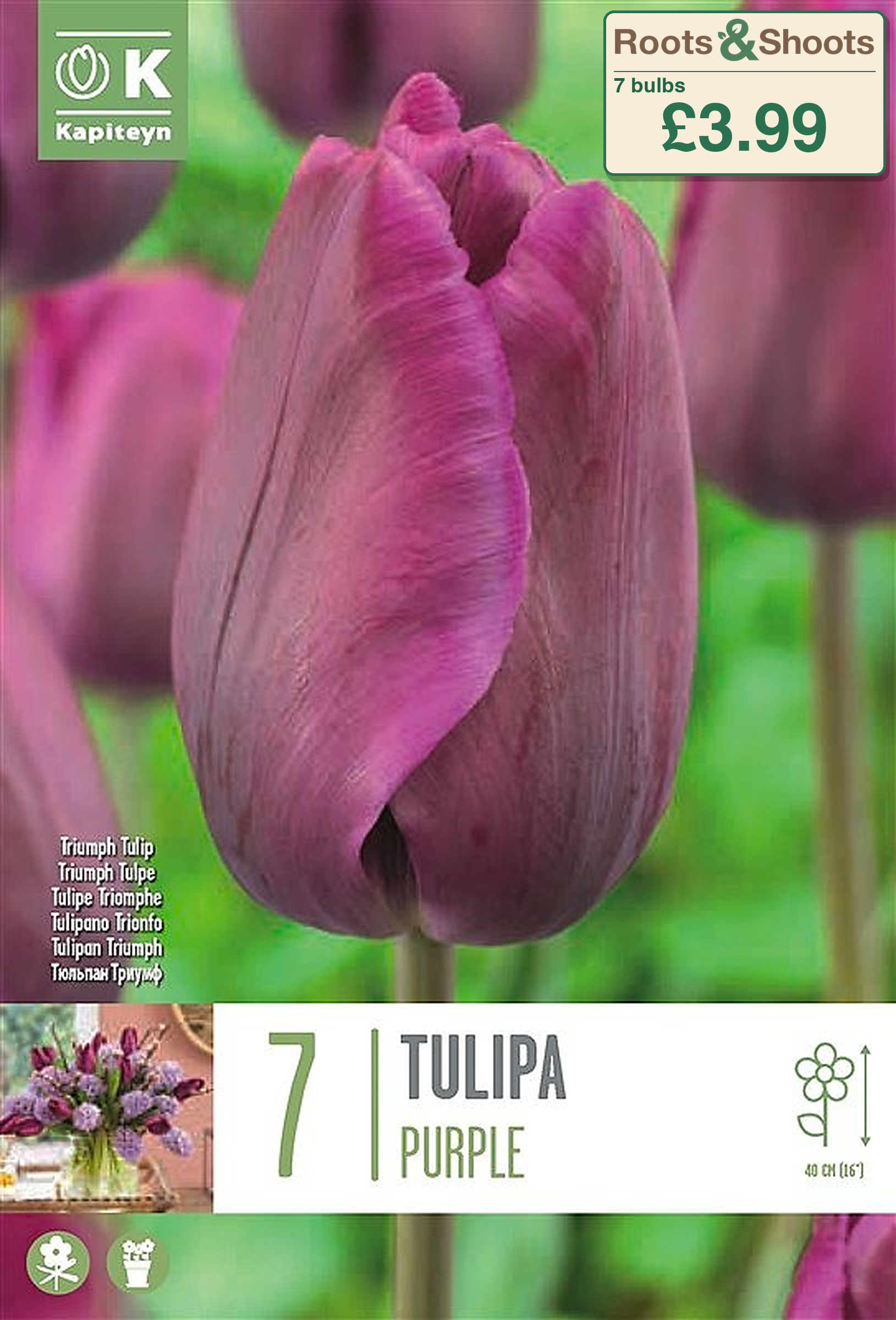603556 - Tulipa triumph - PURPLE.png