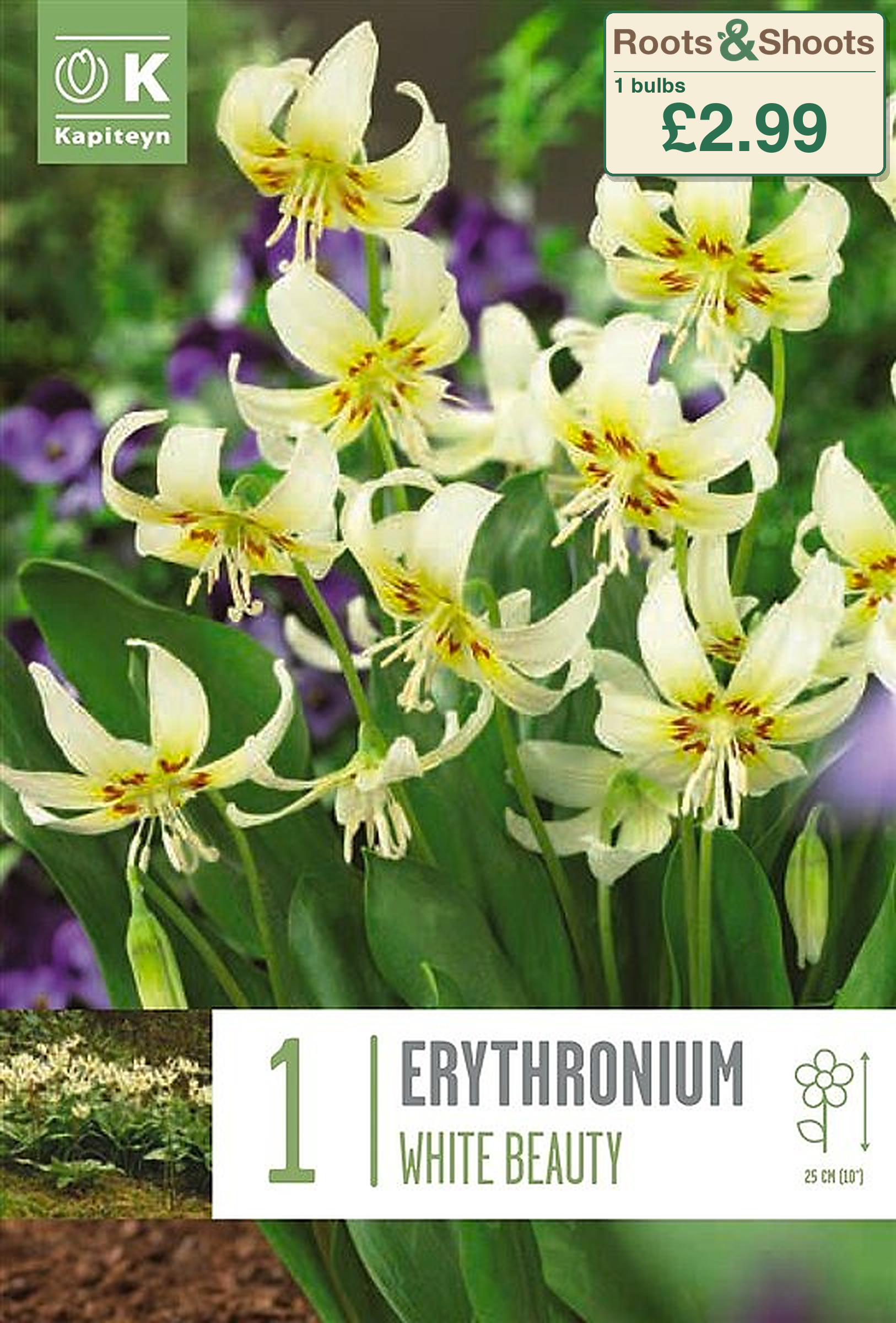 606061 - Erythronium californicum - WHITE BEAUTY.png