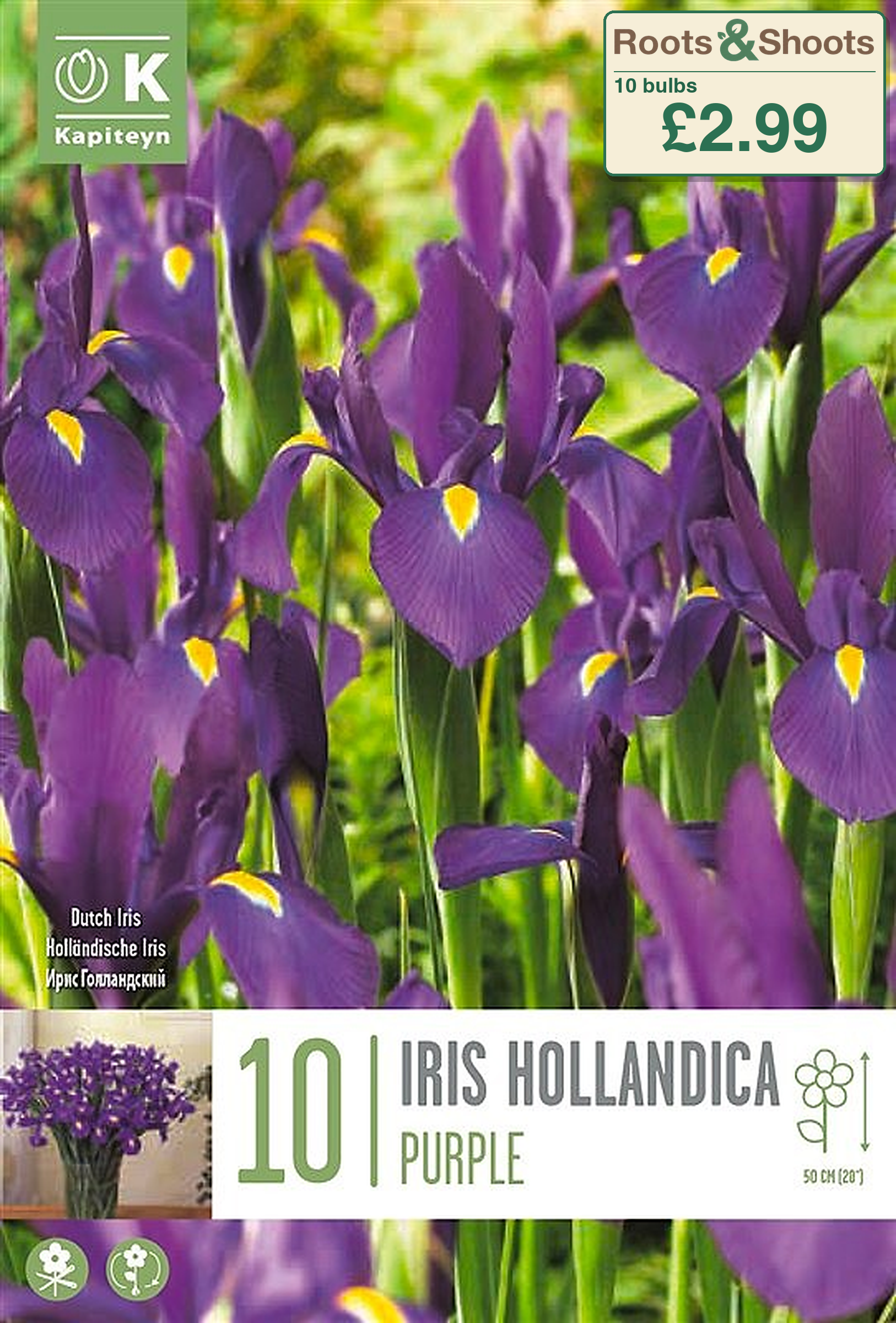 606175 - Iris x hollandica - PURPLE.png