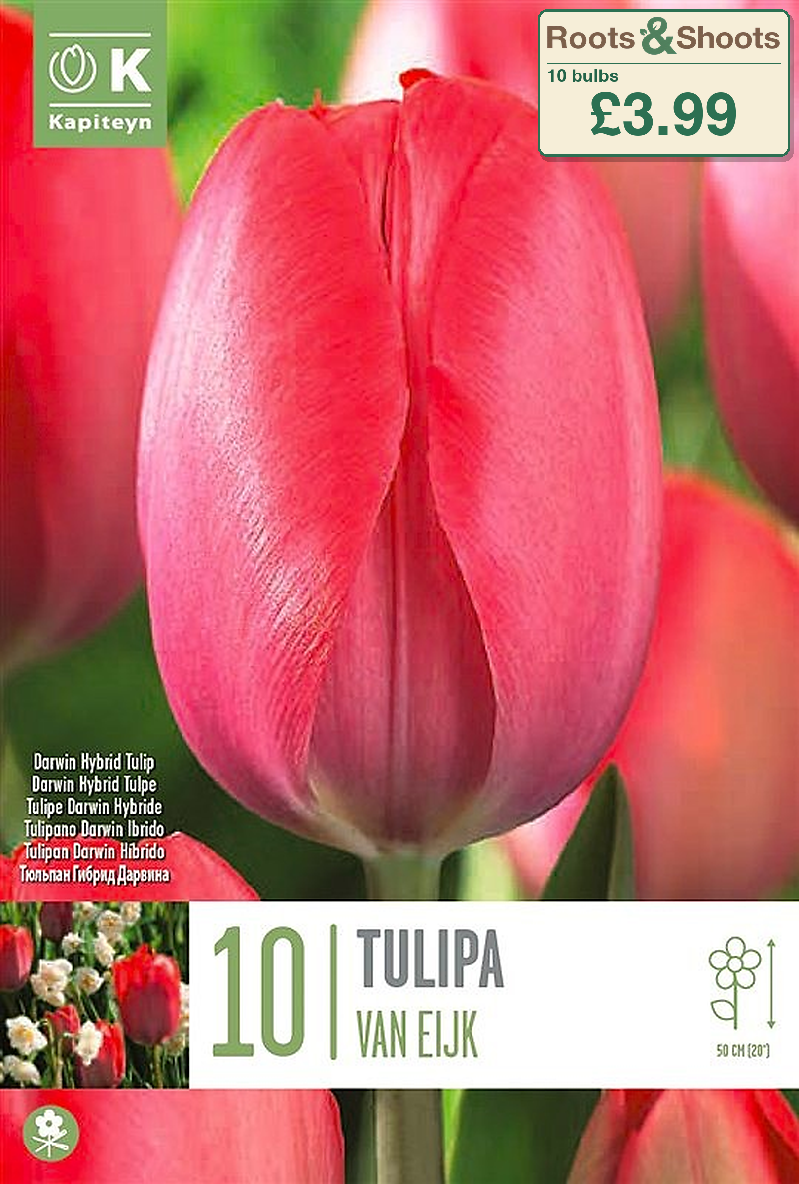 602145 - Tulipa darwin hybrid - VAN EIJK.png