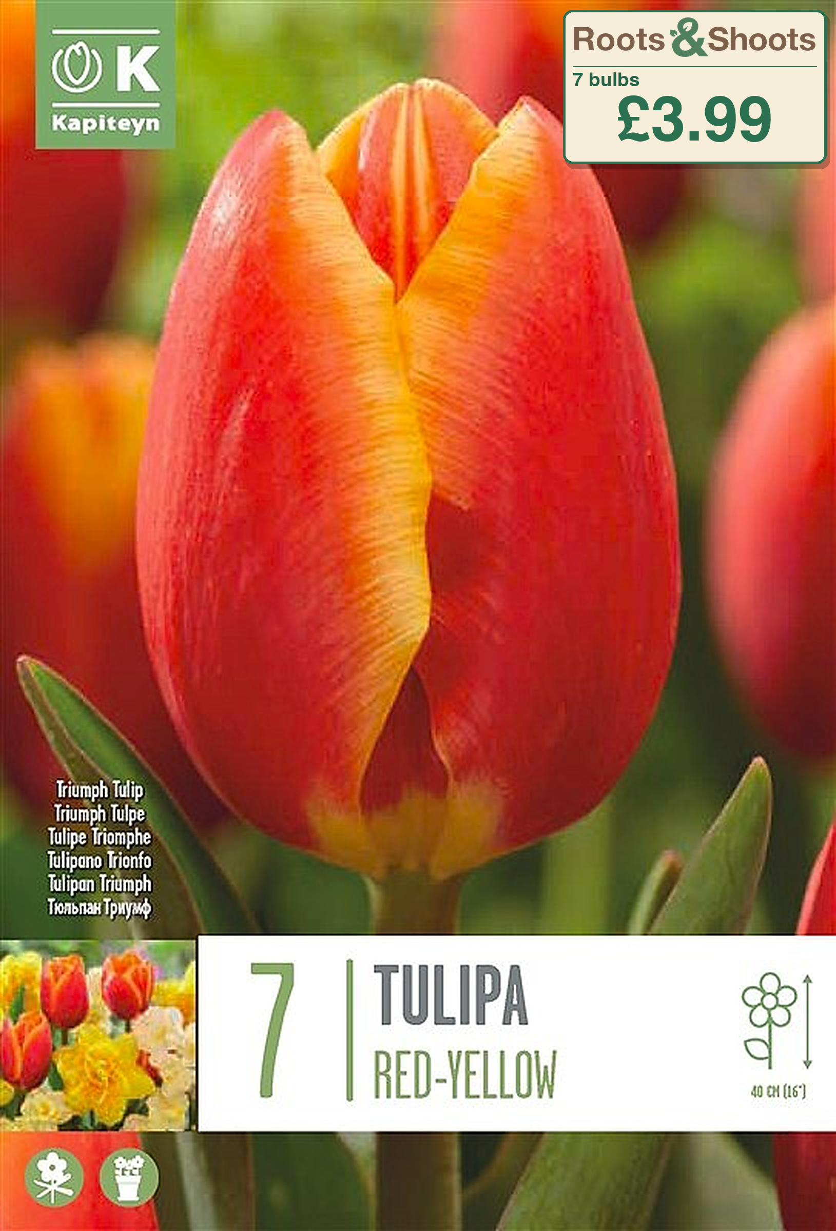 603560 - Tulipa triumph - RED-YELLOW.png