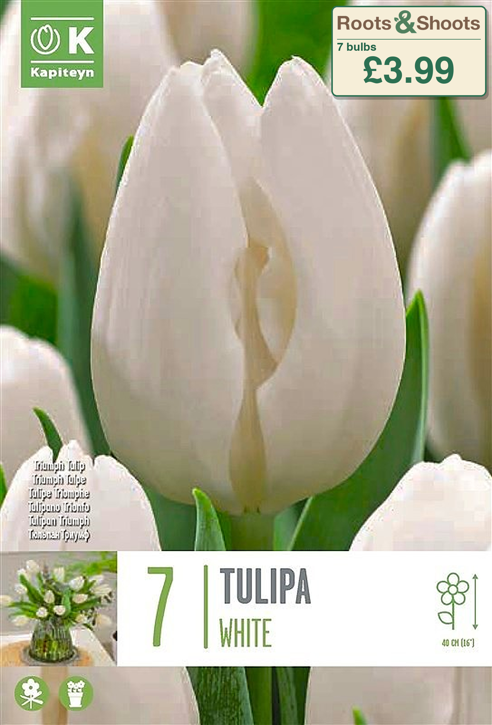 603558 - Tulipa triumph - WHITE.png