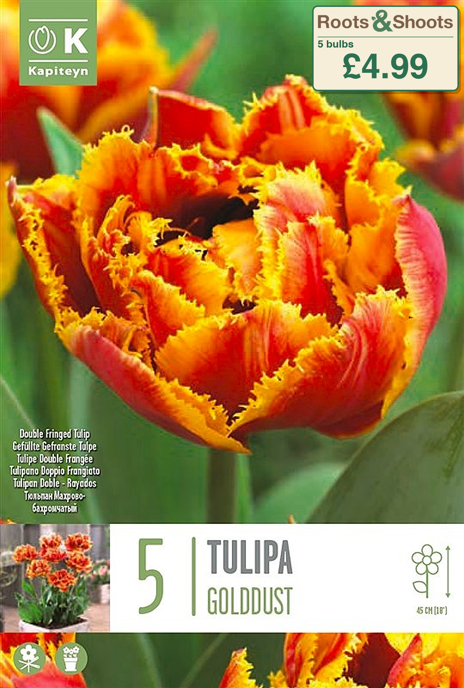 603002 - Tulipa double fringed - GOLDDUST.png