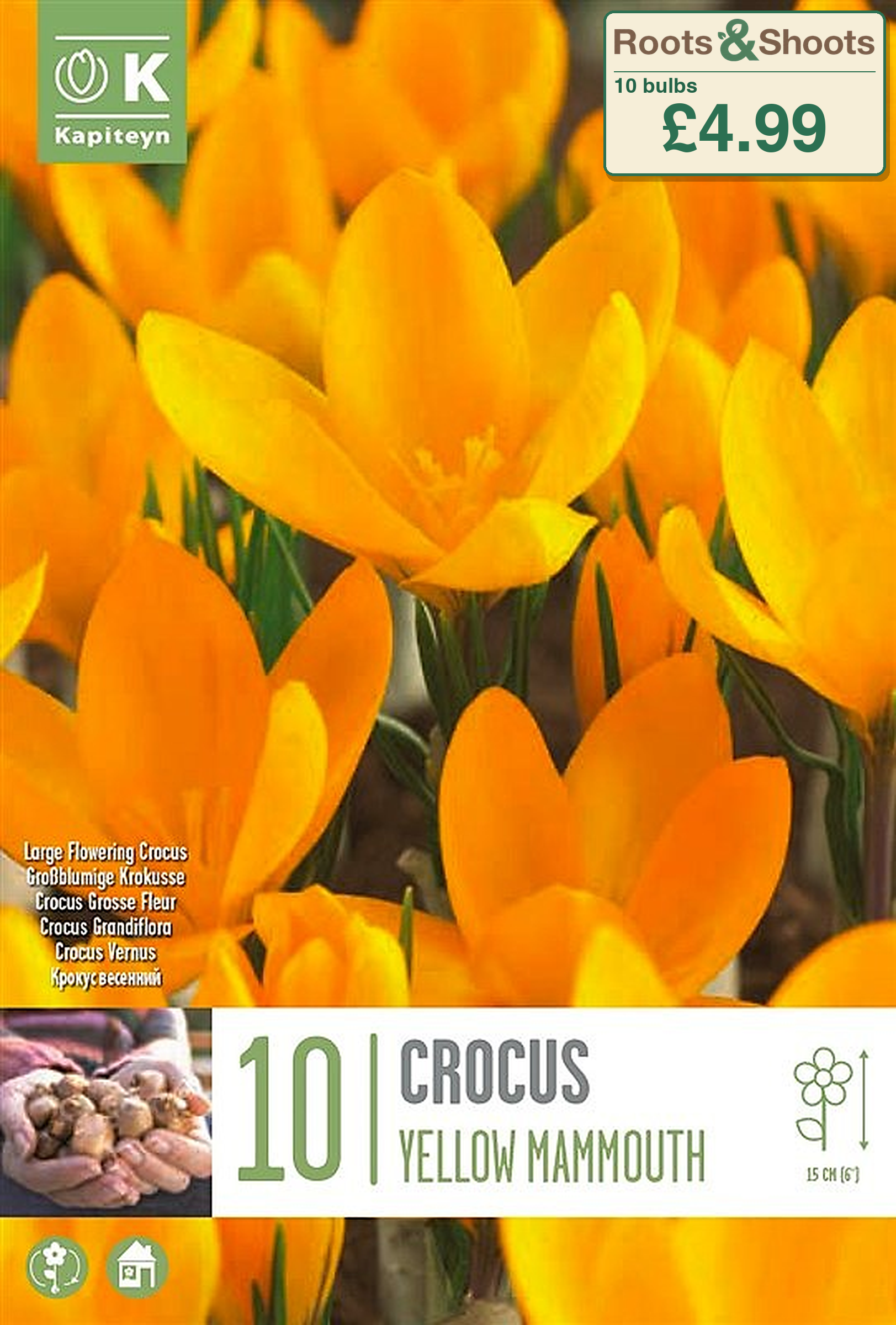 605105 - Crocus vernus - YELLOW MAMMOUTH.png