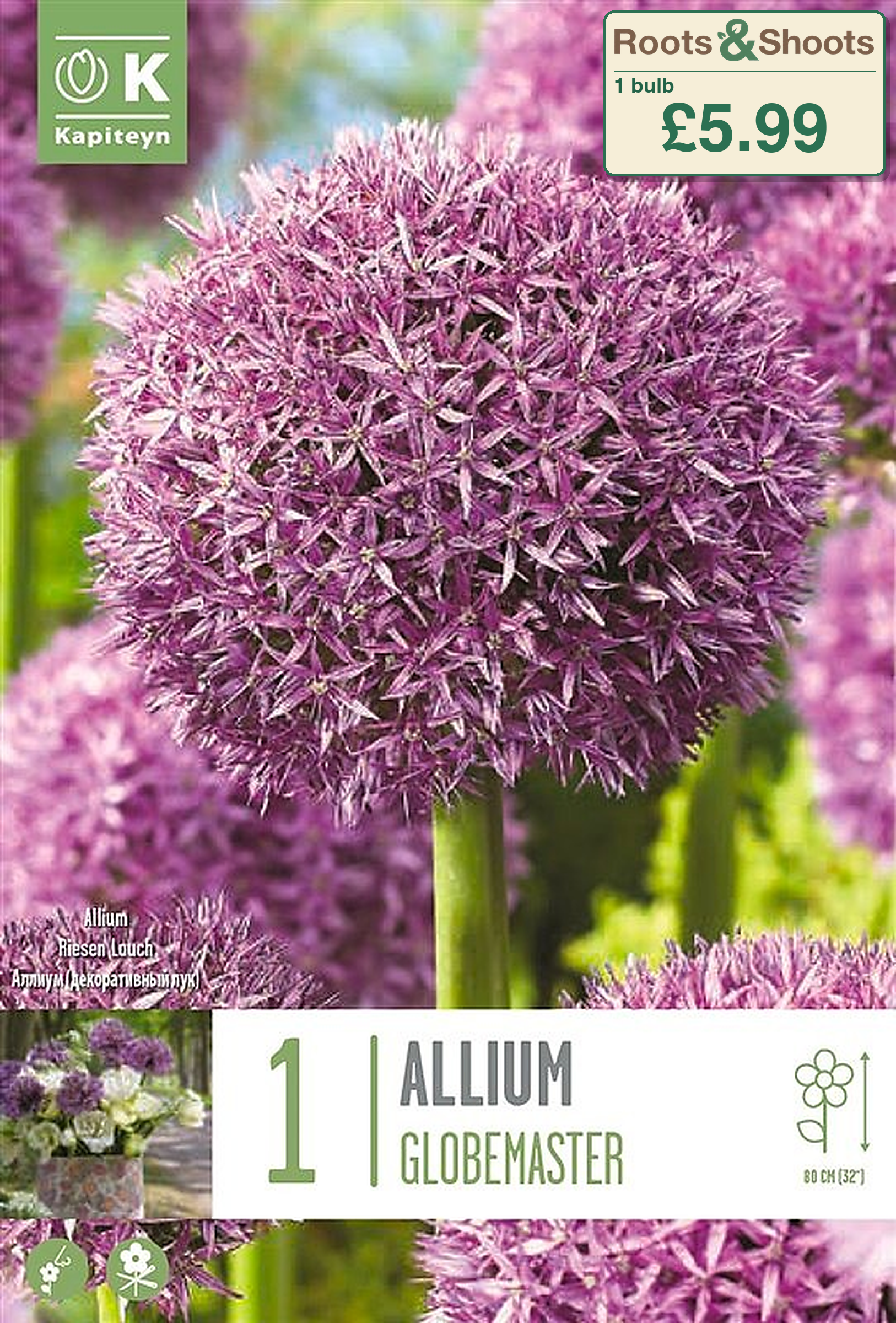 485220 - Allium  - GLOBEMASTER.png