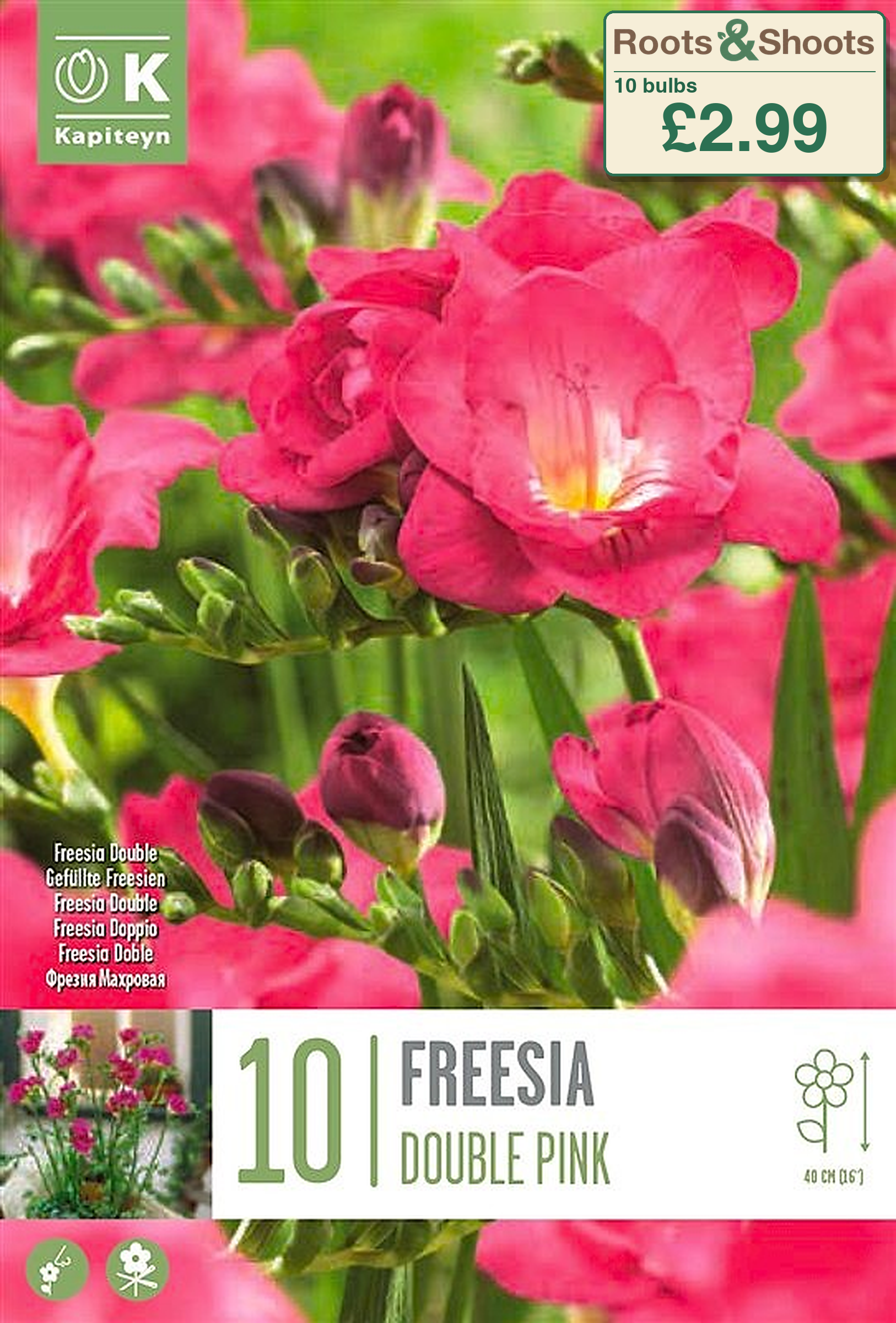 606085 - Freesia double - PINK.png