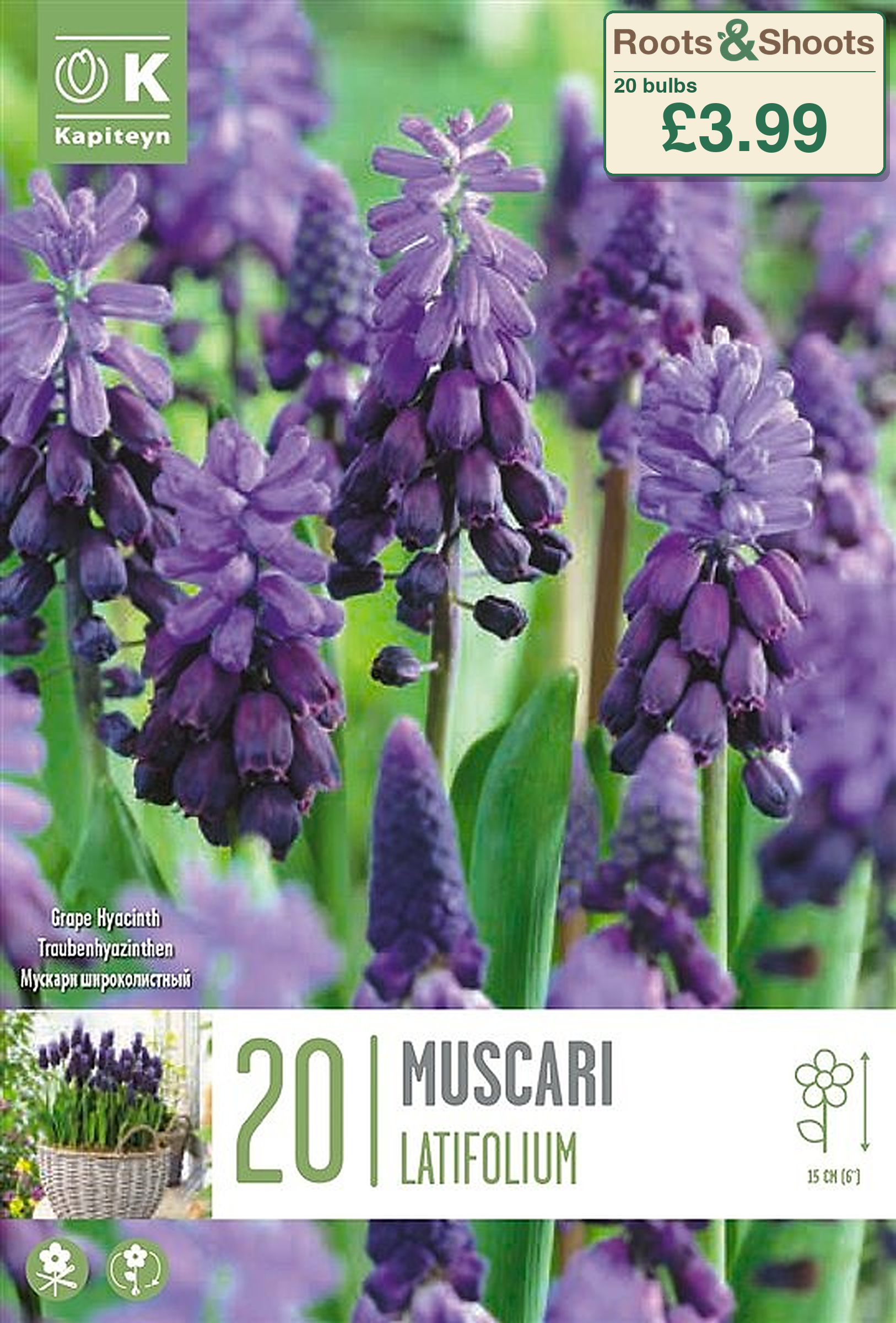 606220 - Muscari latifolium.png
