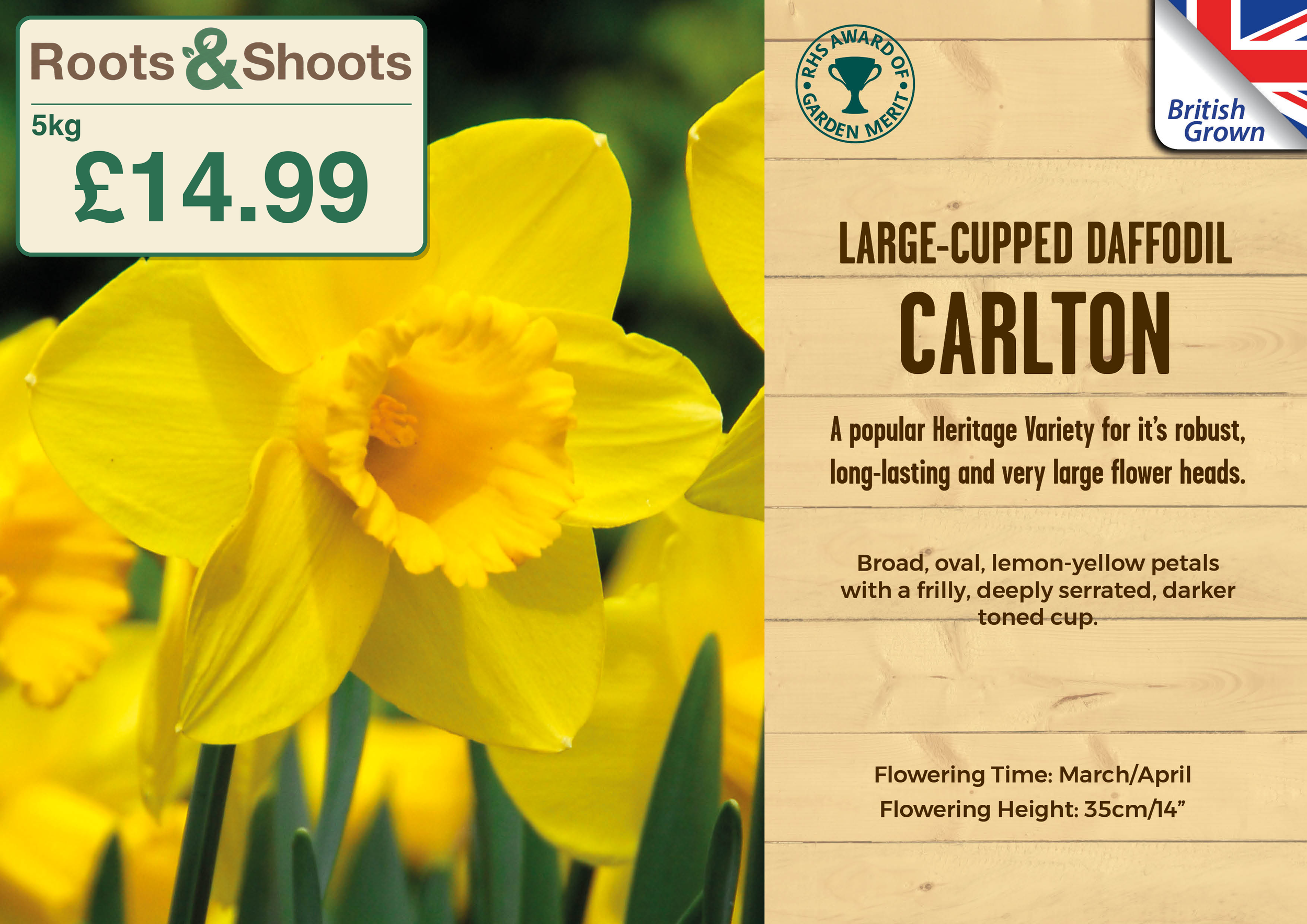 649127 - 5kg Net - Narcissus large cupped - CARLTON.png