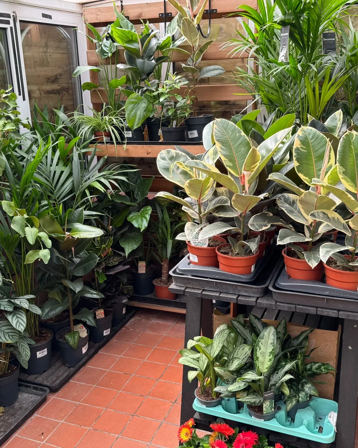Indoor plant nursery with various potted plants on black shelving and a wooden display, featuring green, variegated, and large-leafed plants, with some flowers at the bottom for decoration.