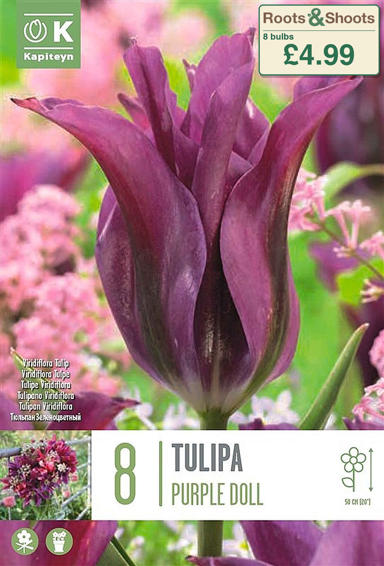603451 - Tulipa viridiflora - PURPLE DOLL.png