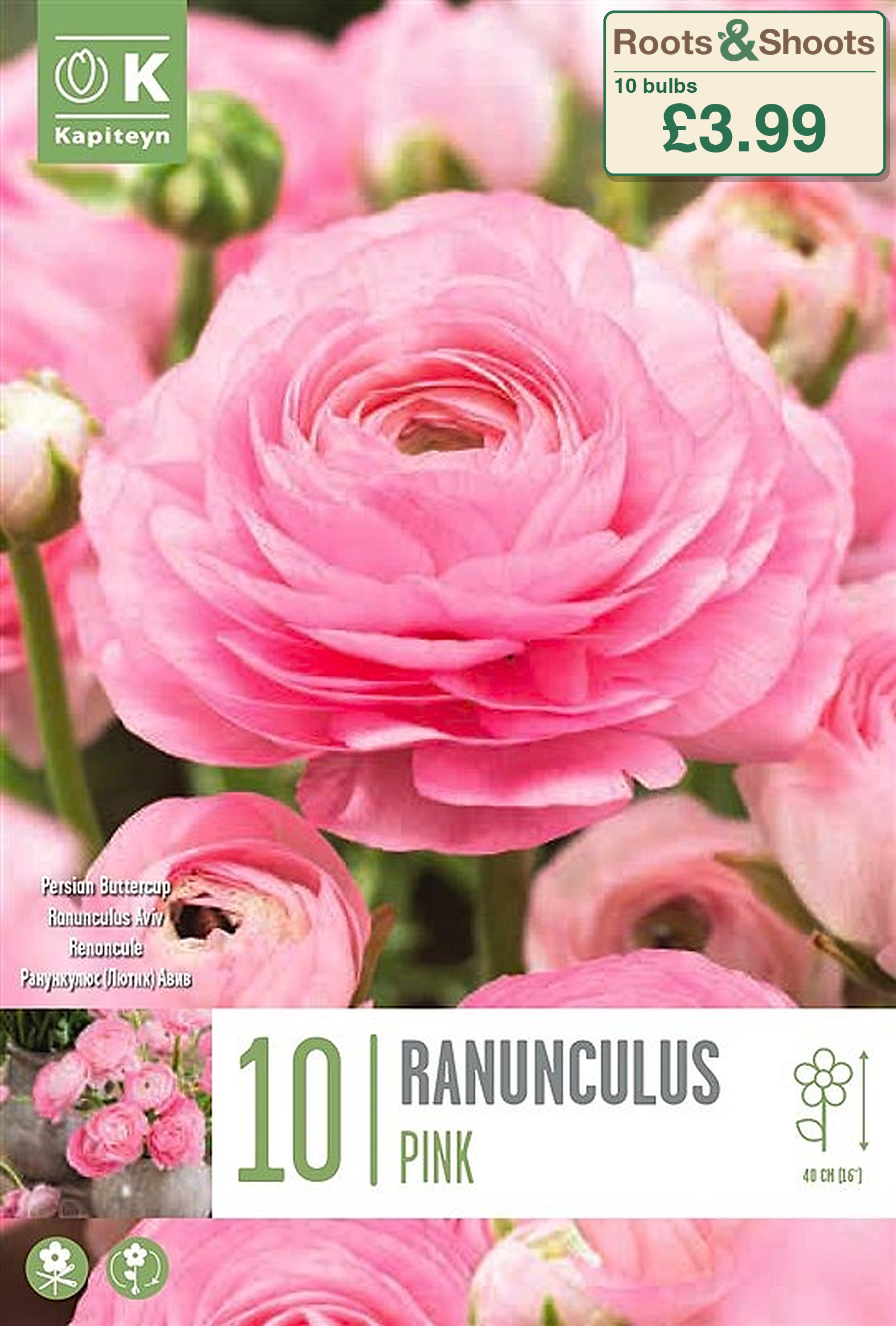 606250 - Ranunculus asiaticus - AVIV PINK.png