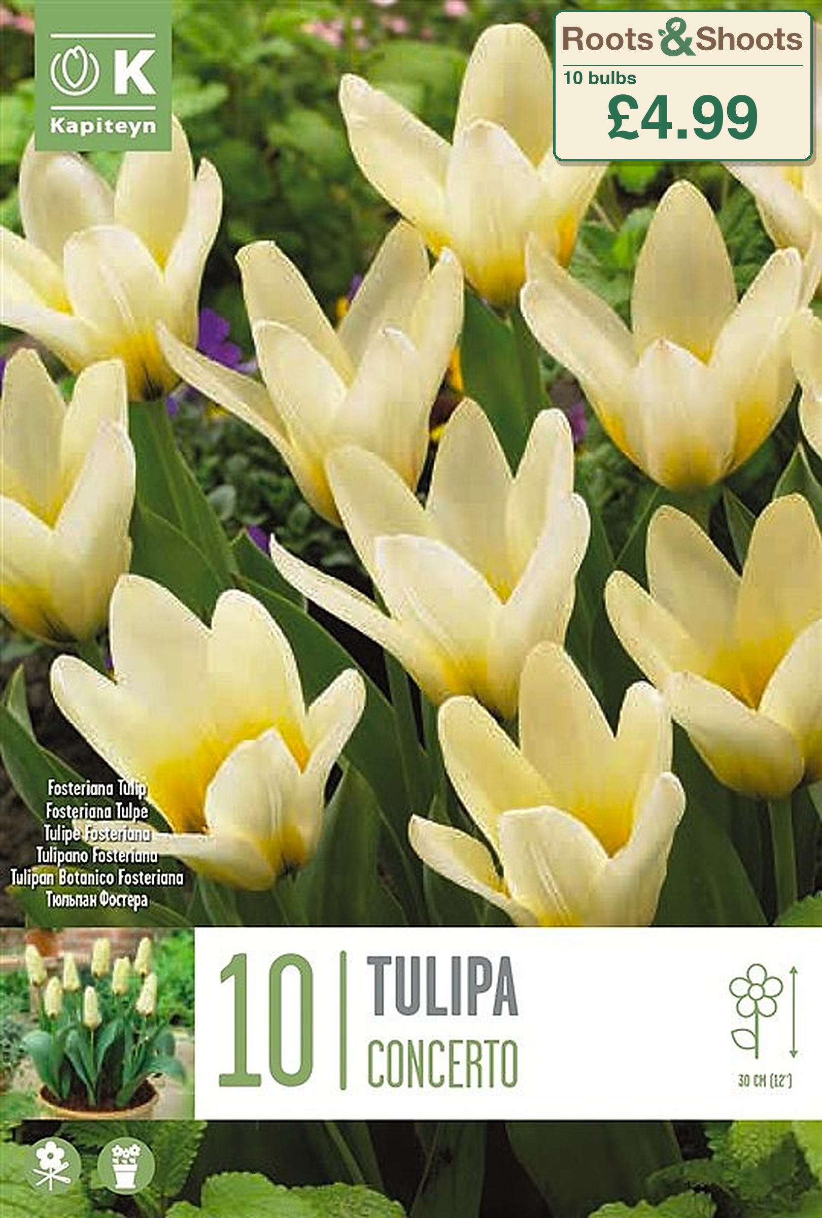 602407 - Tulipa fosteriana - CONCERTO.png
