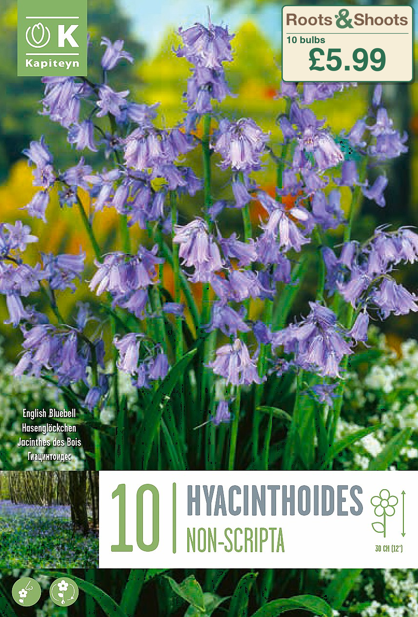 606135UK - Hyacinthoides non-scripta.png
