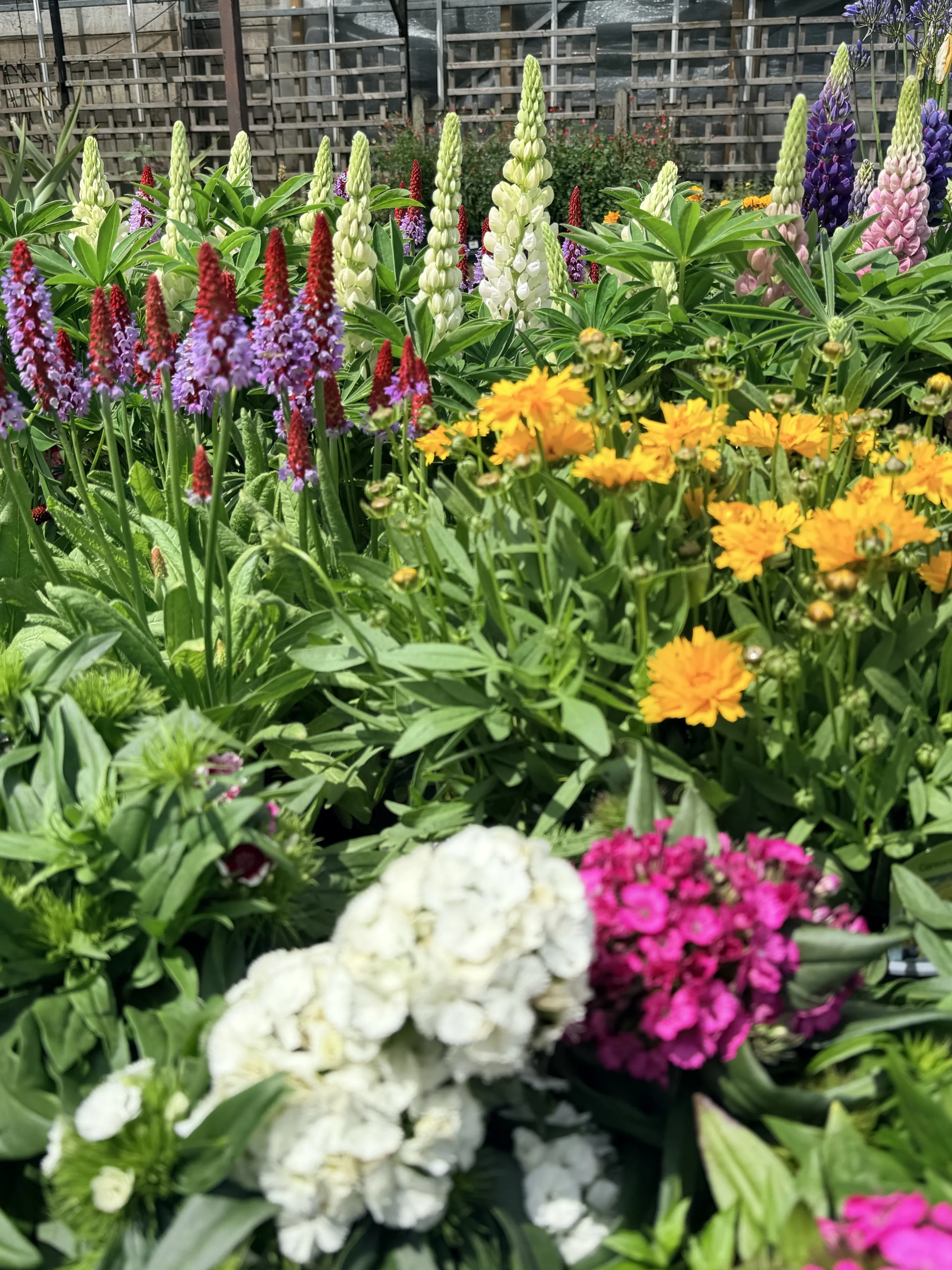 A colorful garden with various flowering plants, including white, yellow, pink, red, purple, and violet flowers, against a wooden fence background.