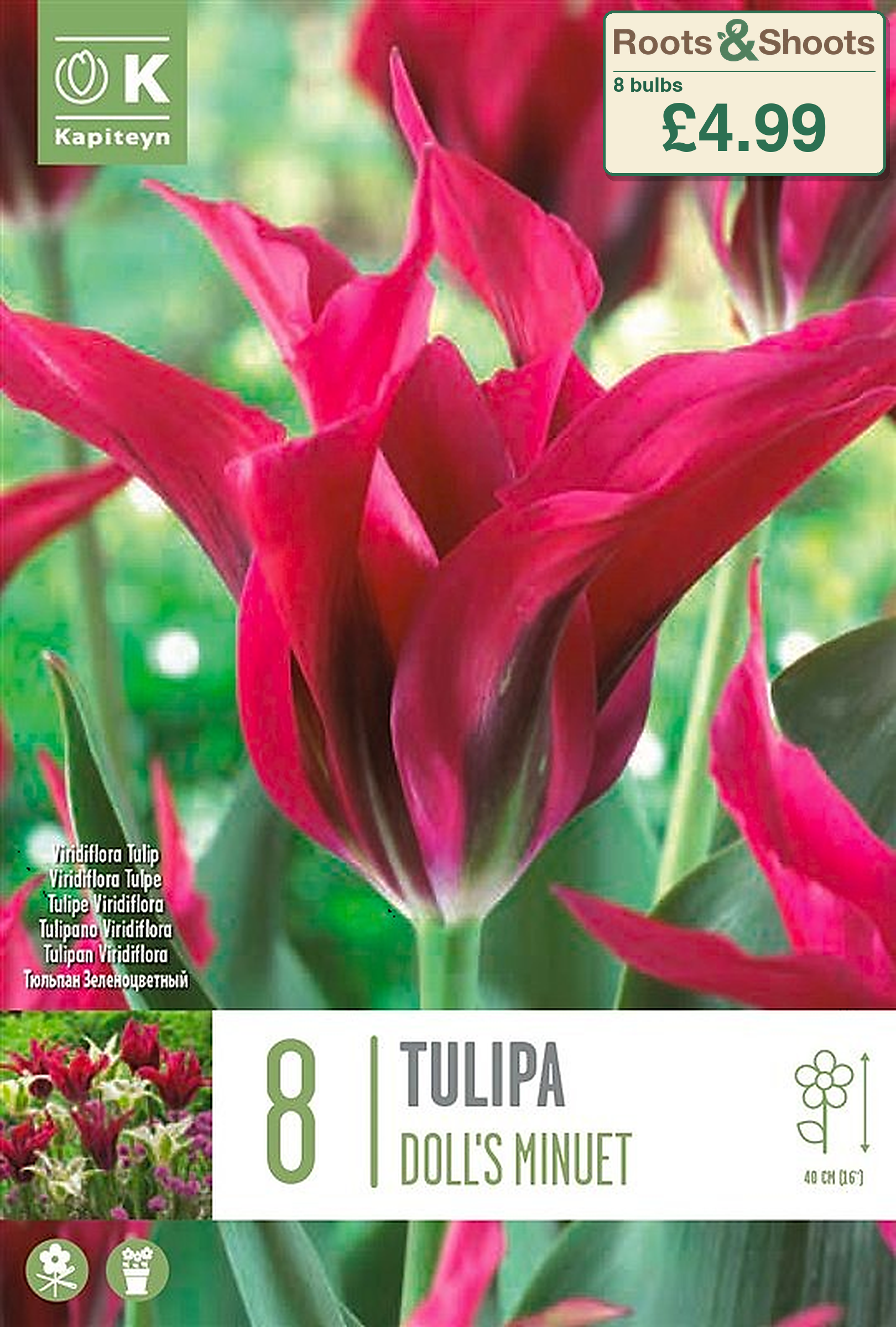 603450 - Tulipa viridiflora - DOLL'S MINUET.png