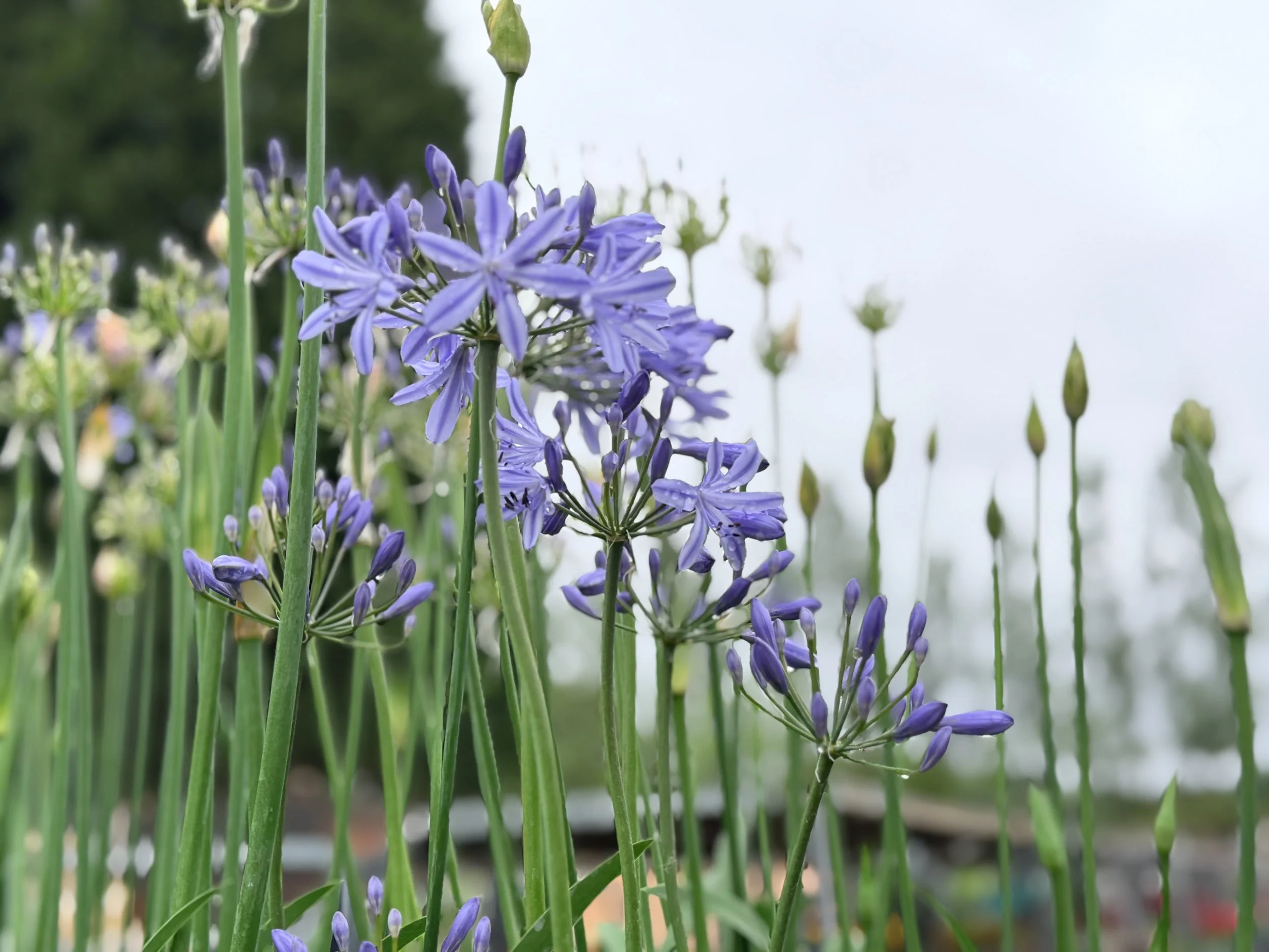 Close-up of purple Agapanthus flowers with green stems in a garden.