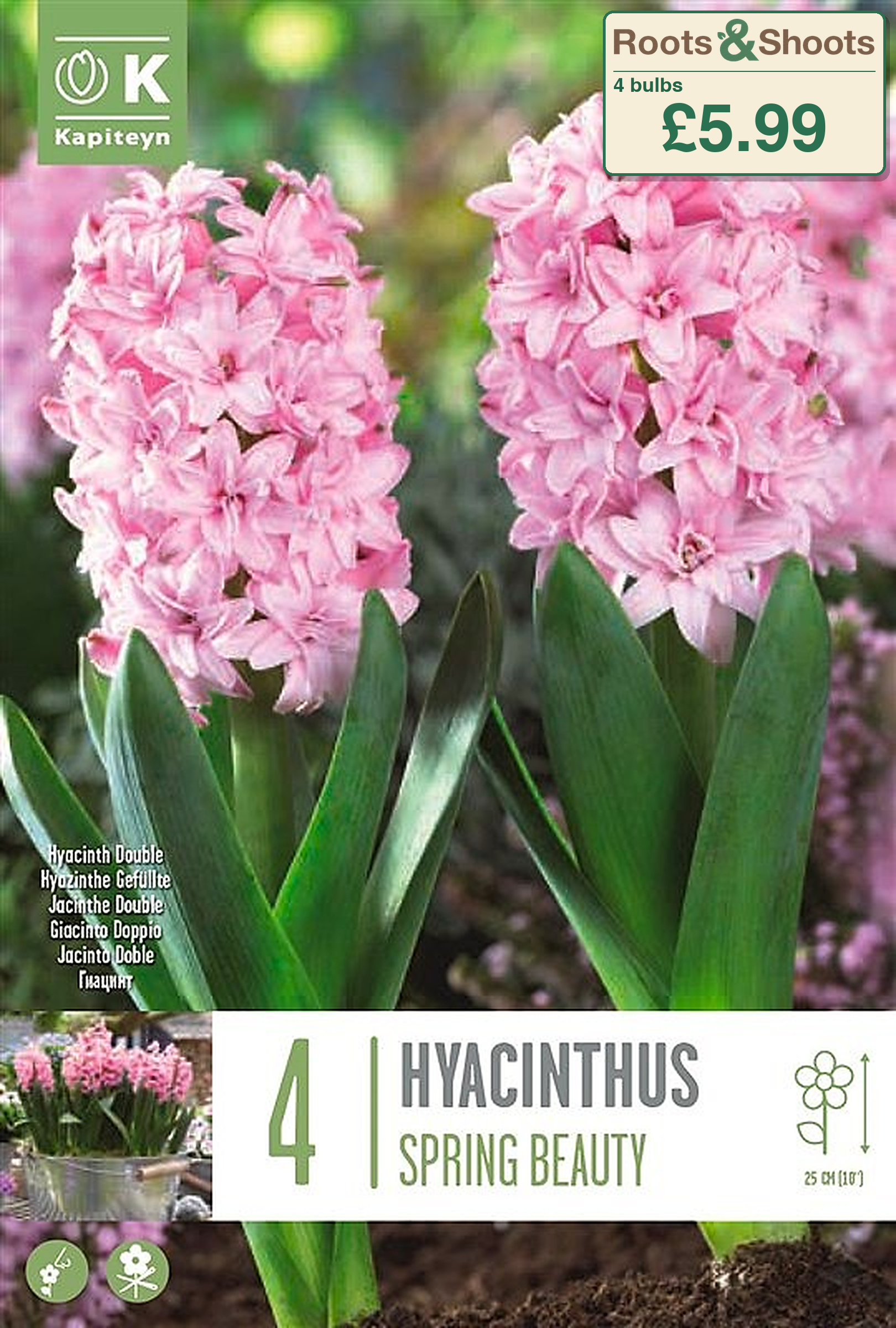 601105 - Hyacinthus double - SPRING BEAUTY.png