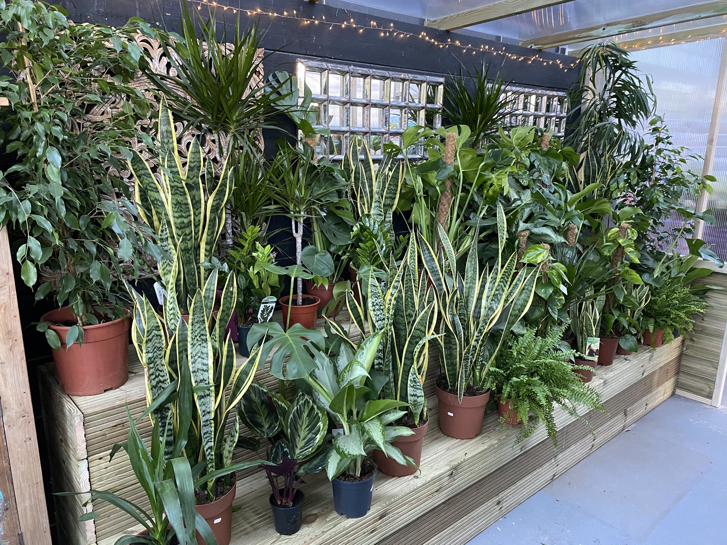 A variety of potted indoor plants on a wooden shelf inside a greenhouse or plant shop, with string lights above and a glass block wall in the background.
