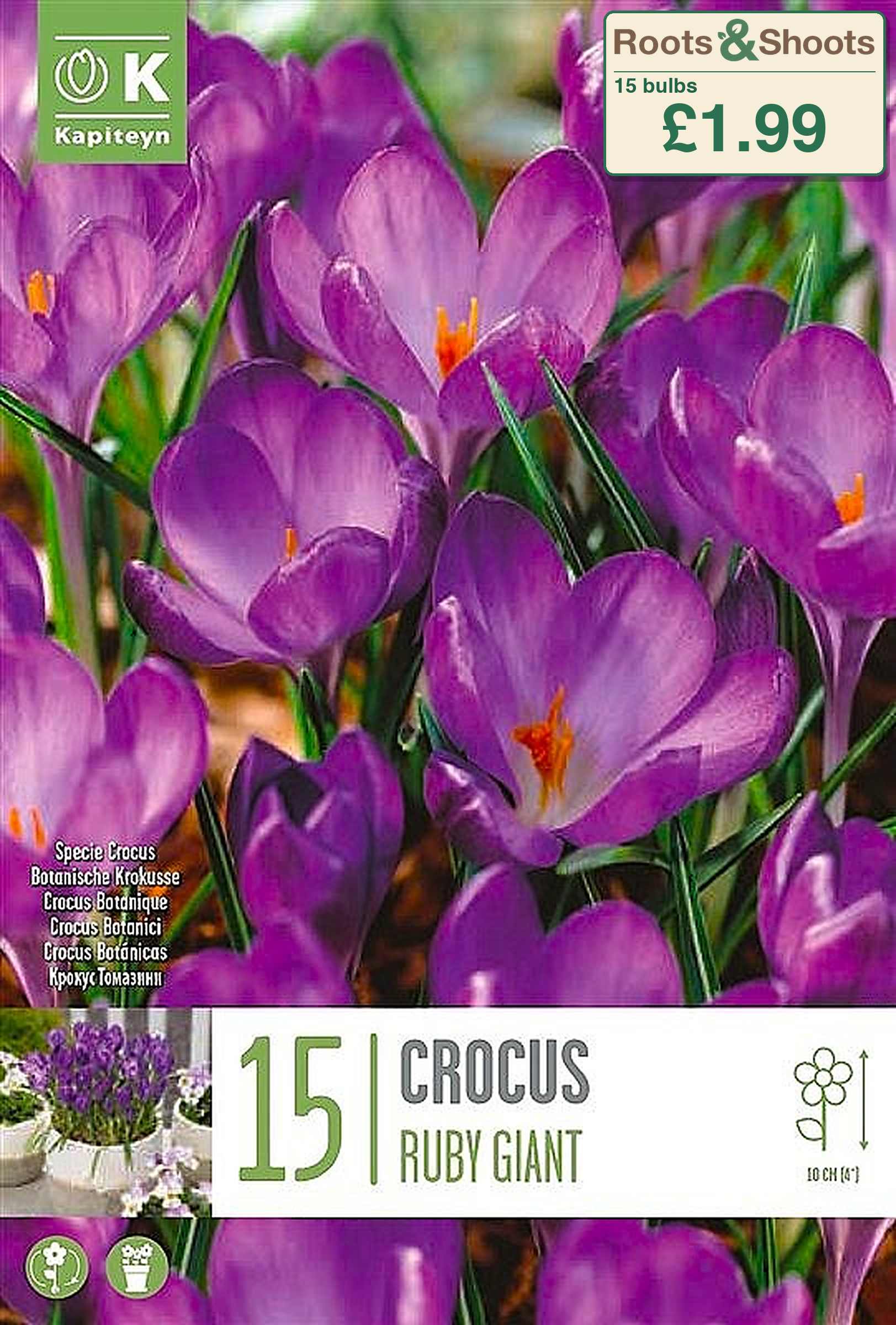 605230 - Crocus tommasinianus - RUBY GIANT.png