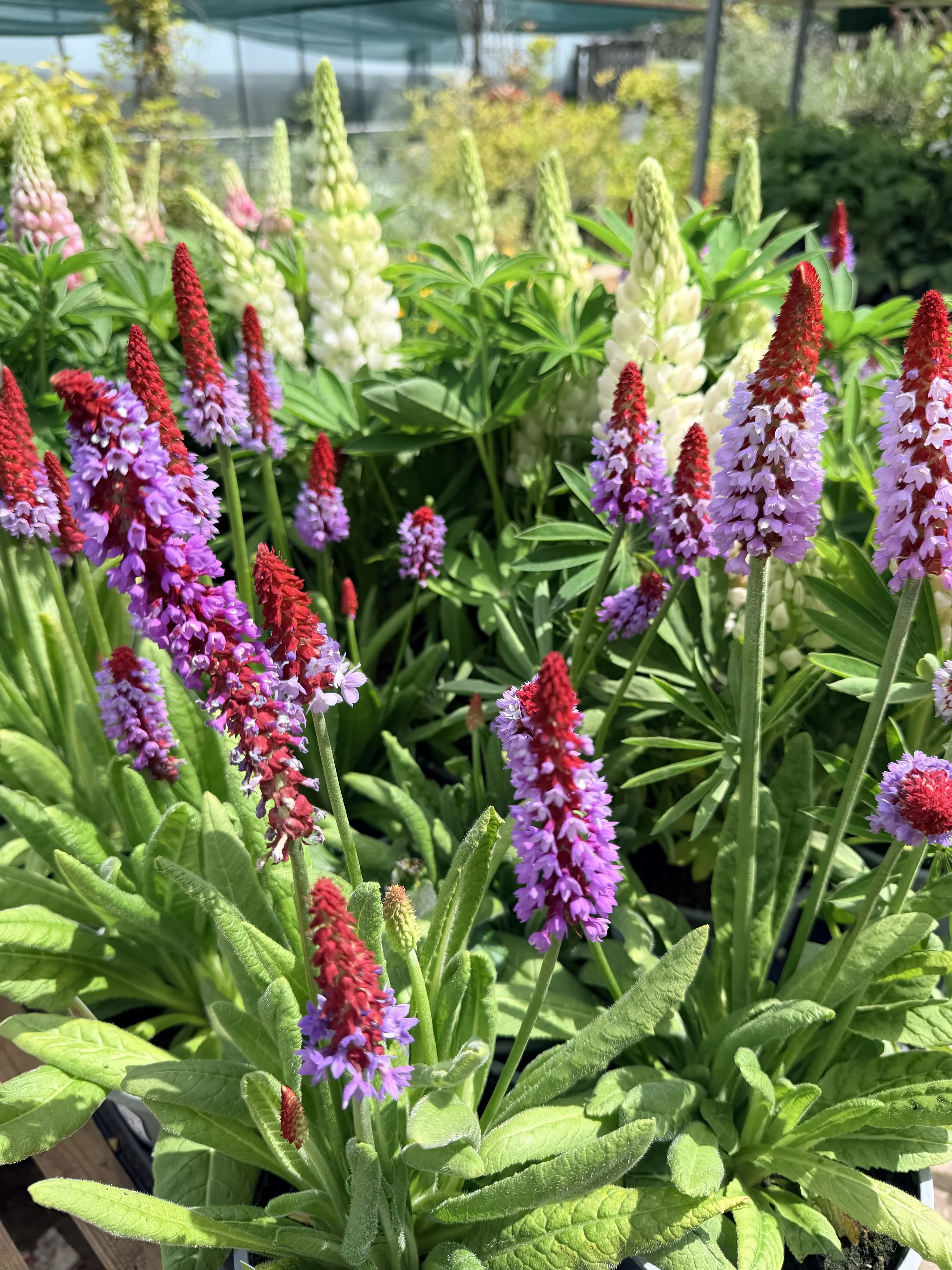 Close-up of colorful flowers, including purple, red, and white, with green leaves and blurred garden background.