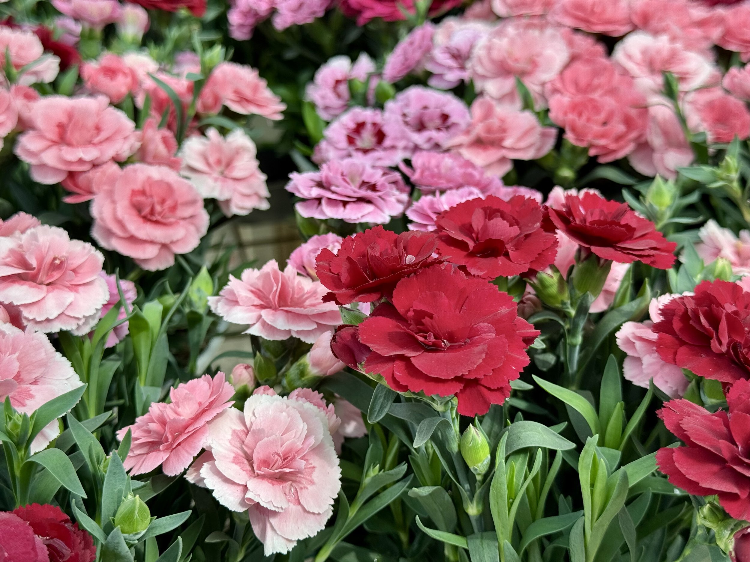A dense cluster of pink and red carnations with green leaves.