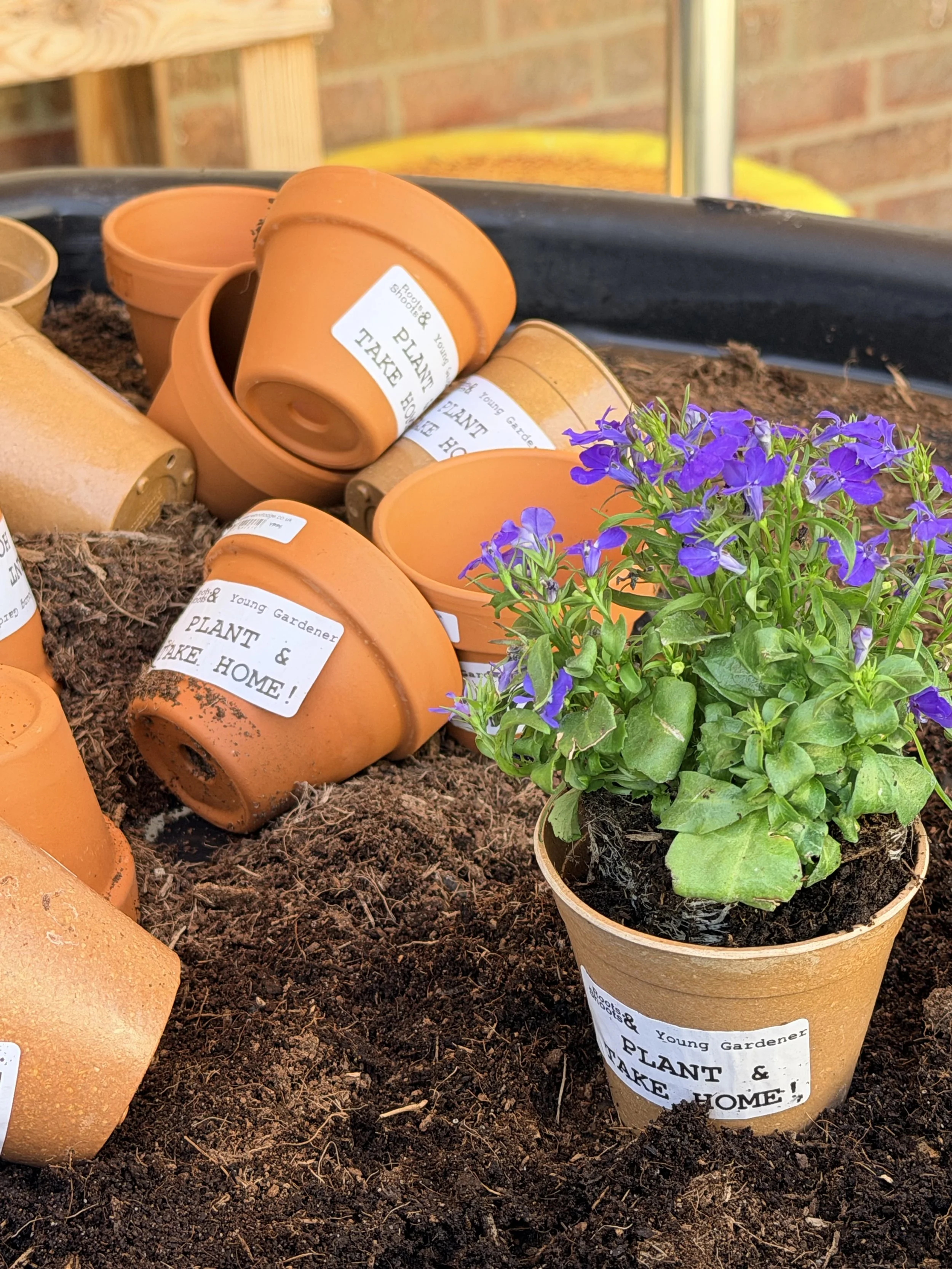 Multiple empty orange flower pots with labels, placed in soil, some with purple flowers growing, on a garden bed.