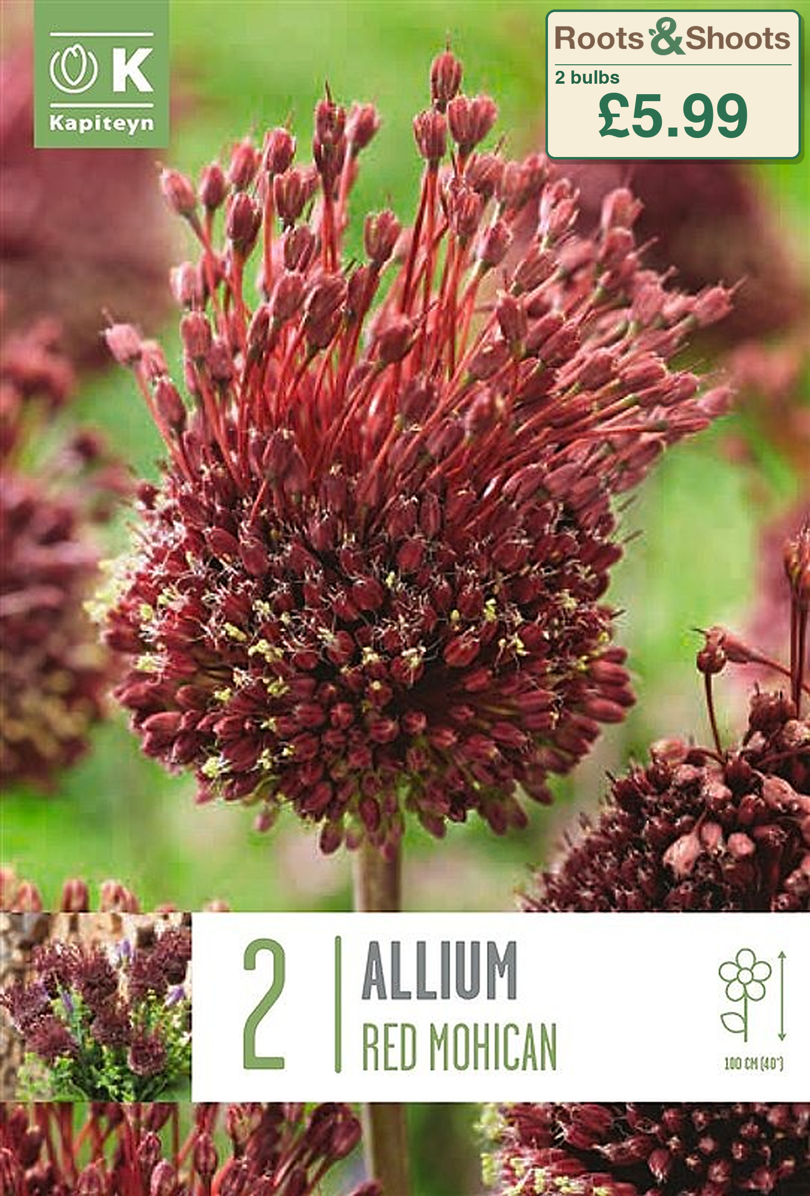 607052 - Allium amethystinum - RED MOHICAN.png