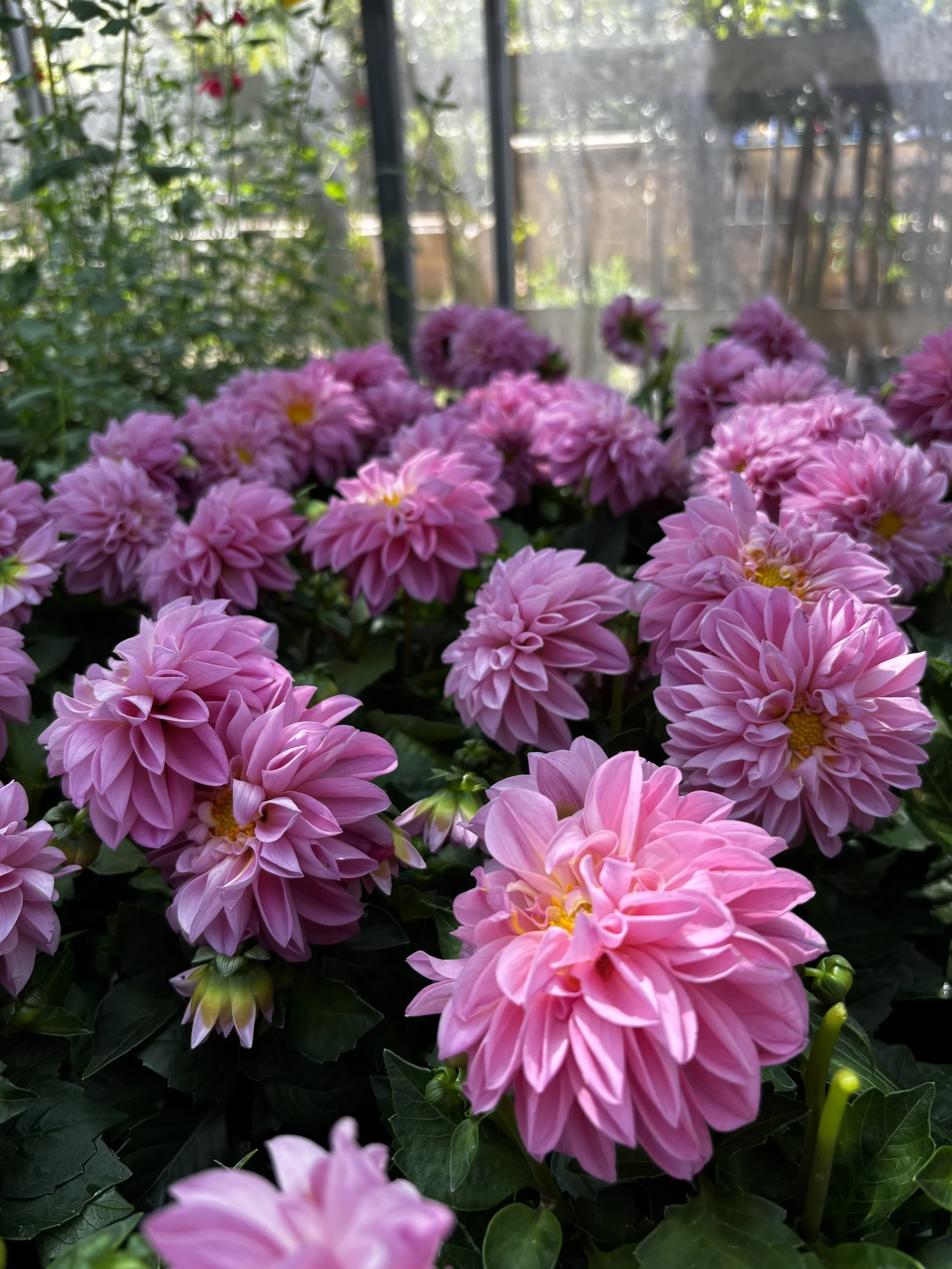 Close-up of pink dahlias with green foliage in the background, outdoors.