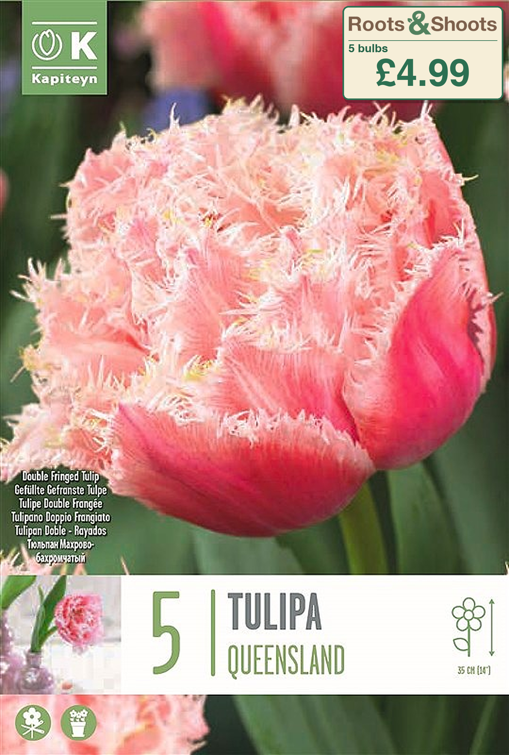 603006 - Tulipa double fringed - QUEENSLAND.png