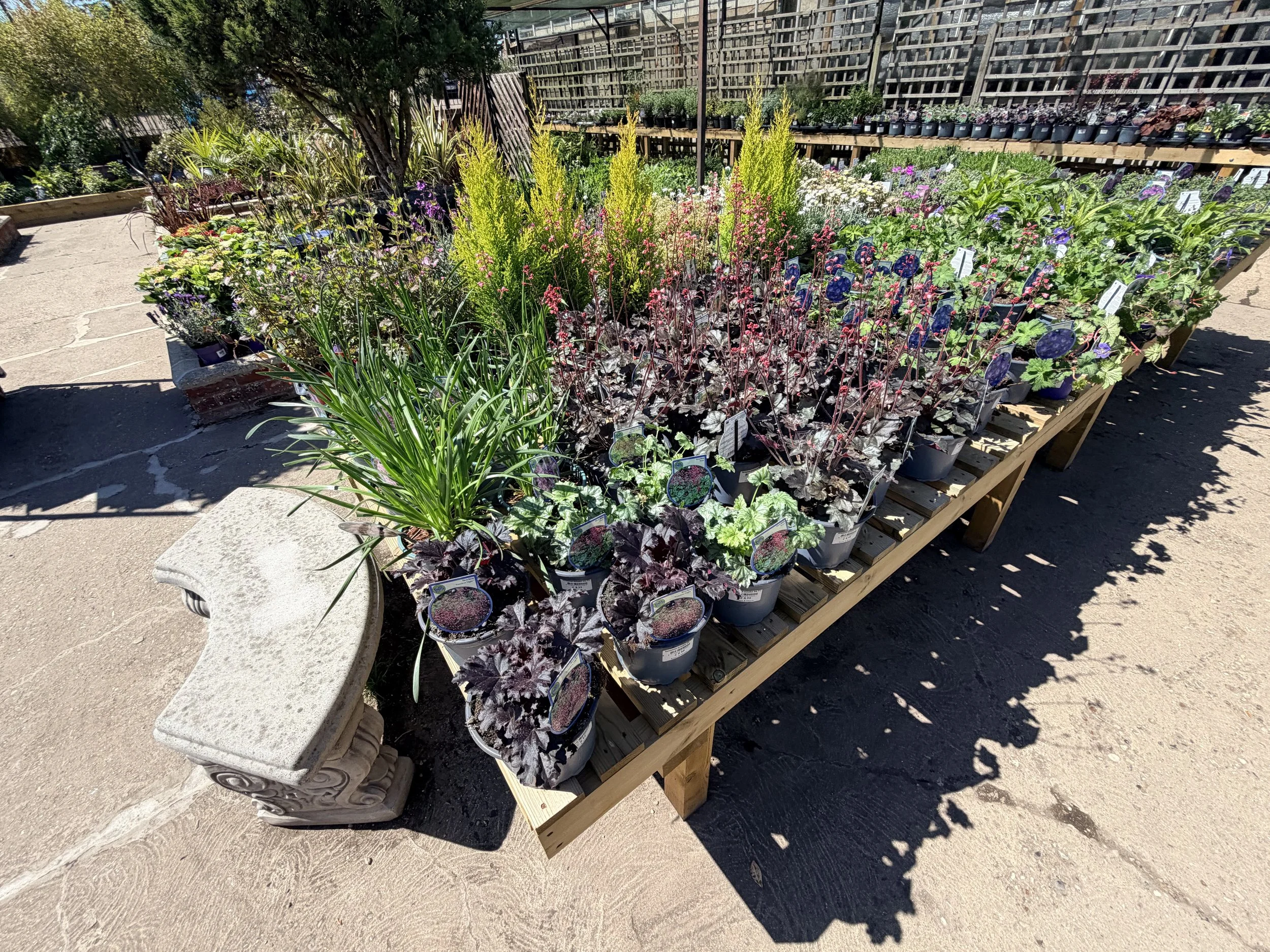 Display of various potted plants and flowers on wooden tables at an outdoor garden center, with a lattice fence and greenery in the background.