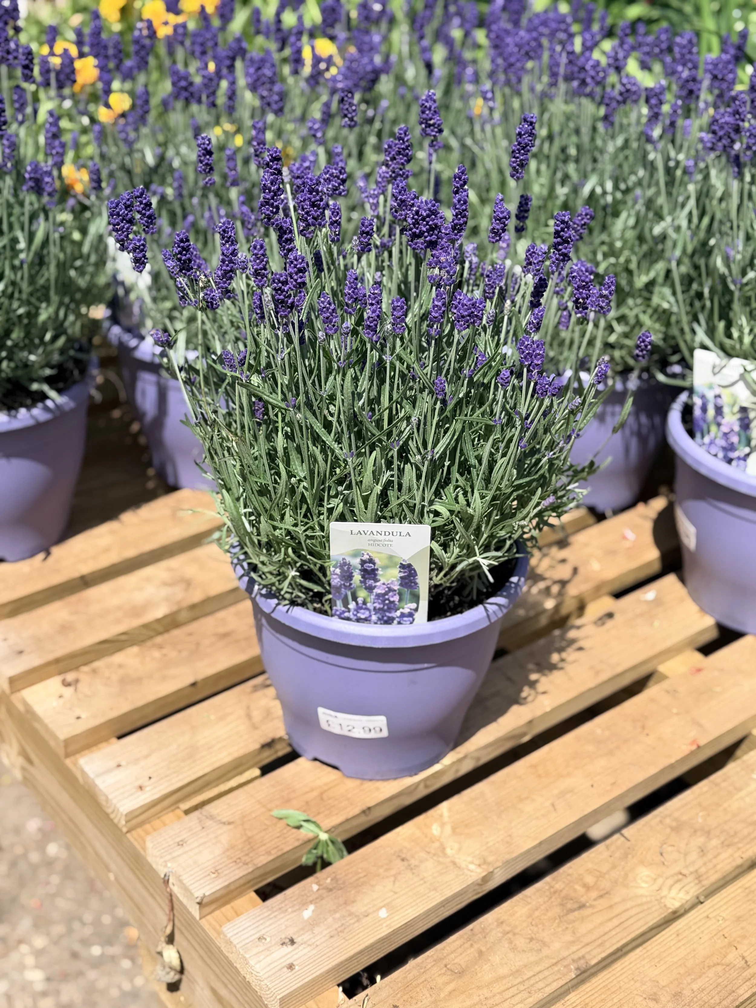 A potted lavender plant with purple flowers and green foliage, placed on a wooden pallet.