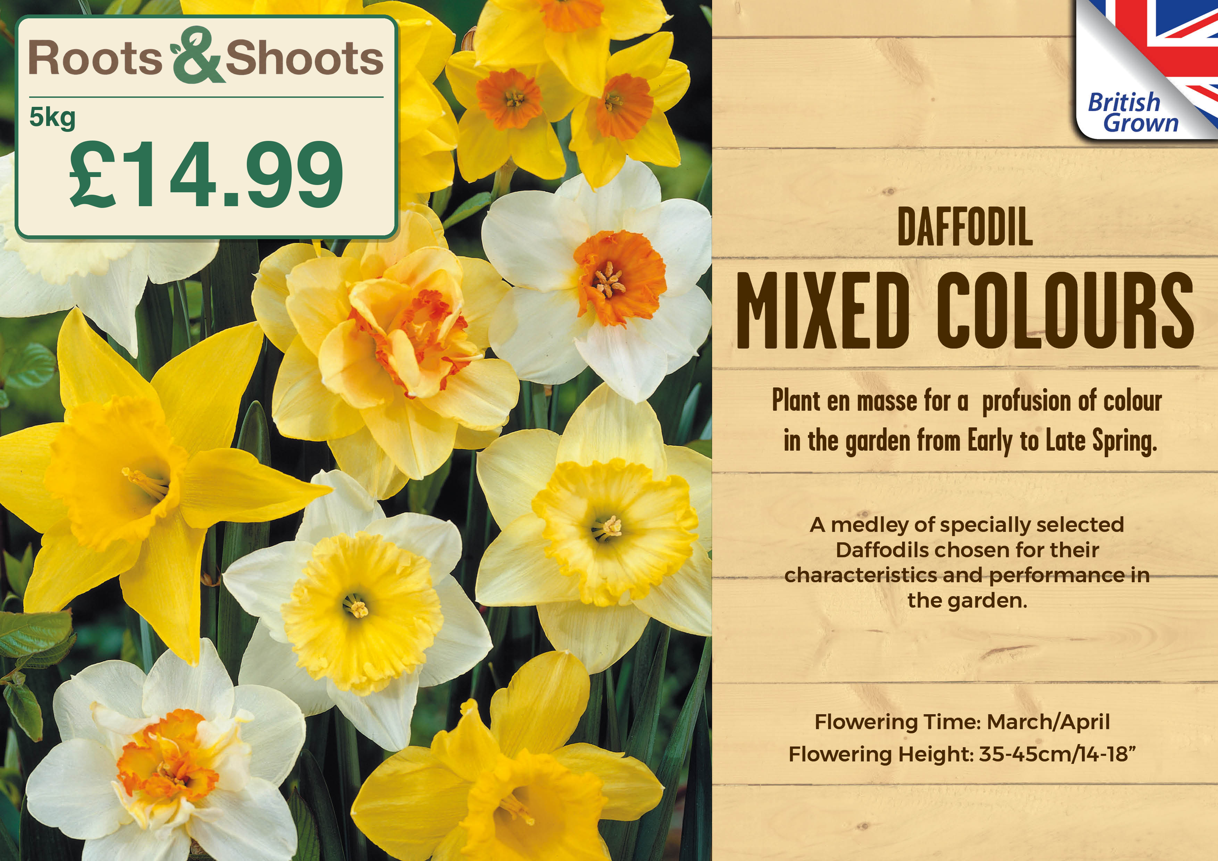 649132 - 5kg Net - Narcissus - MIXED COLOURS.png