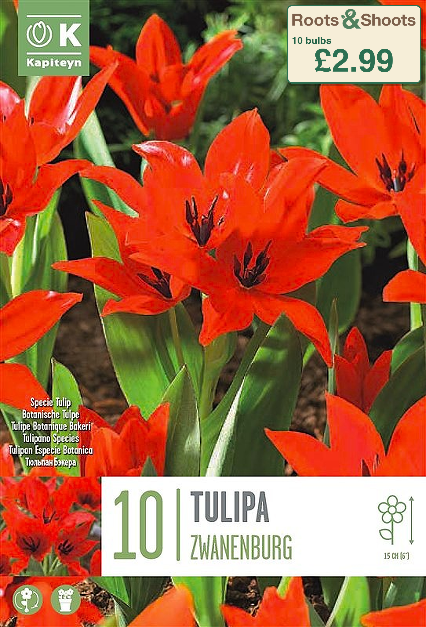 602838 - Tulipa praestans - var. ZWANENBURG.png