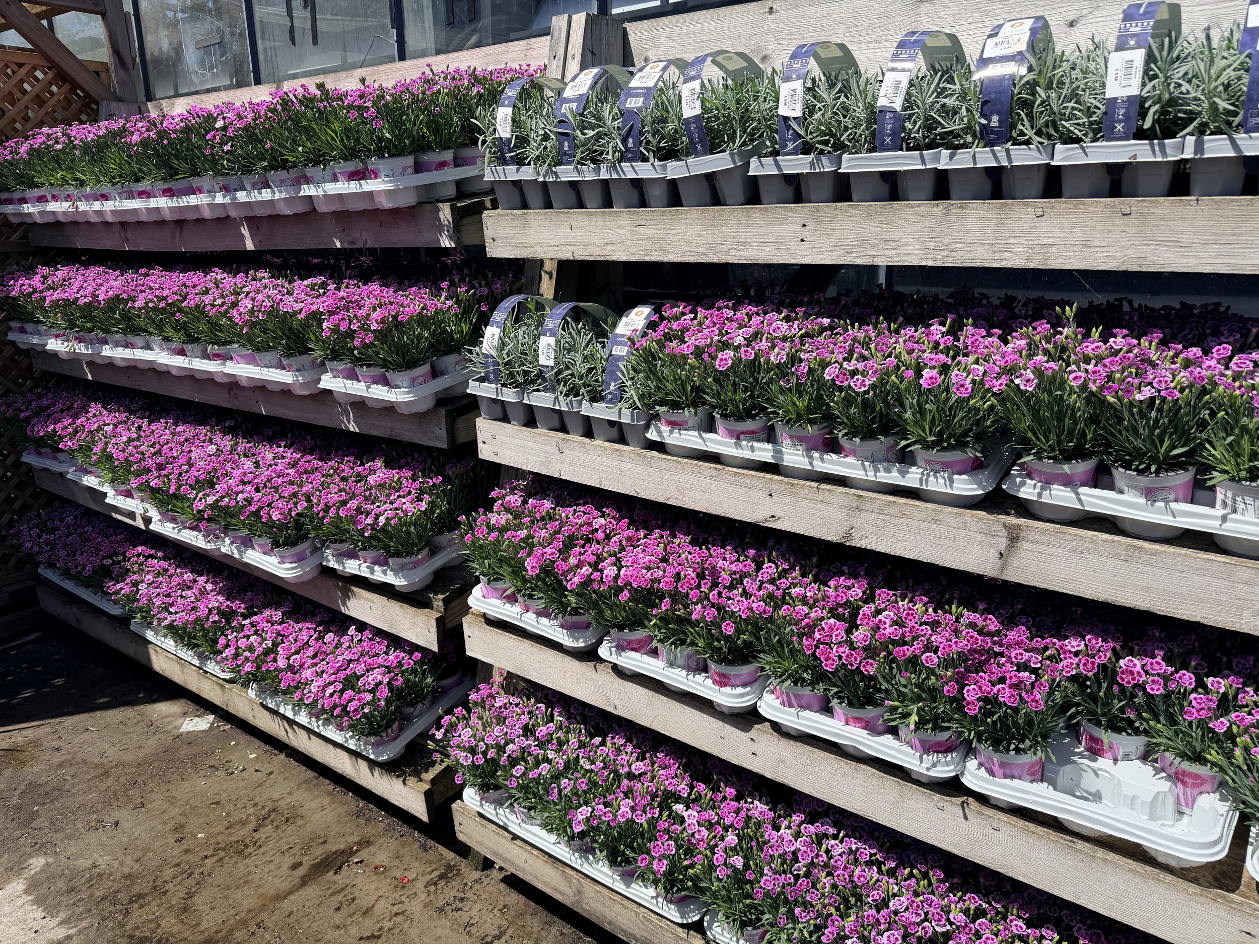 Flowers in pink and purple shades arranged on wooden shelves at a garden center