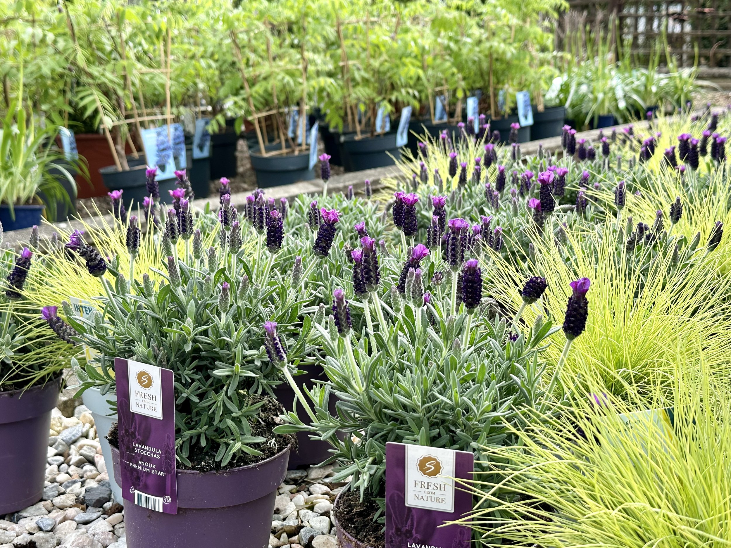 Purple potted lavender plants with purple tags in a garden center.