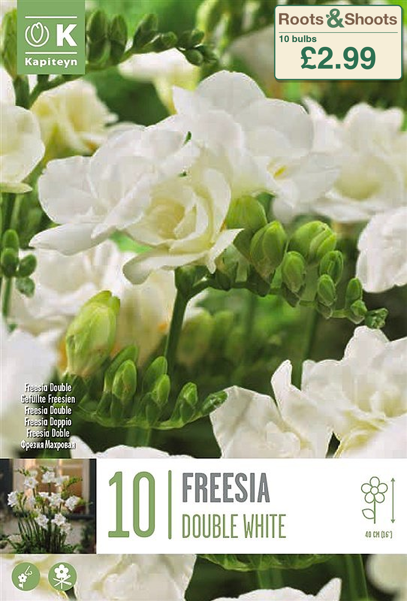 606095 - Freesia double - WHITE.png