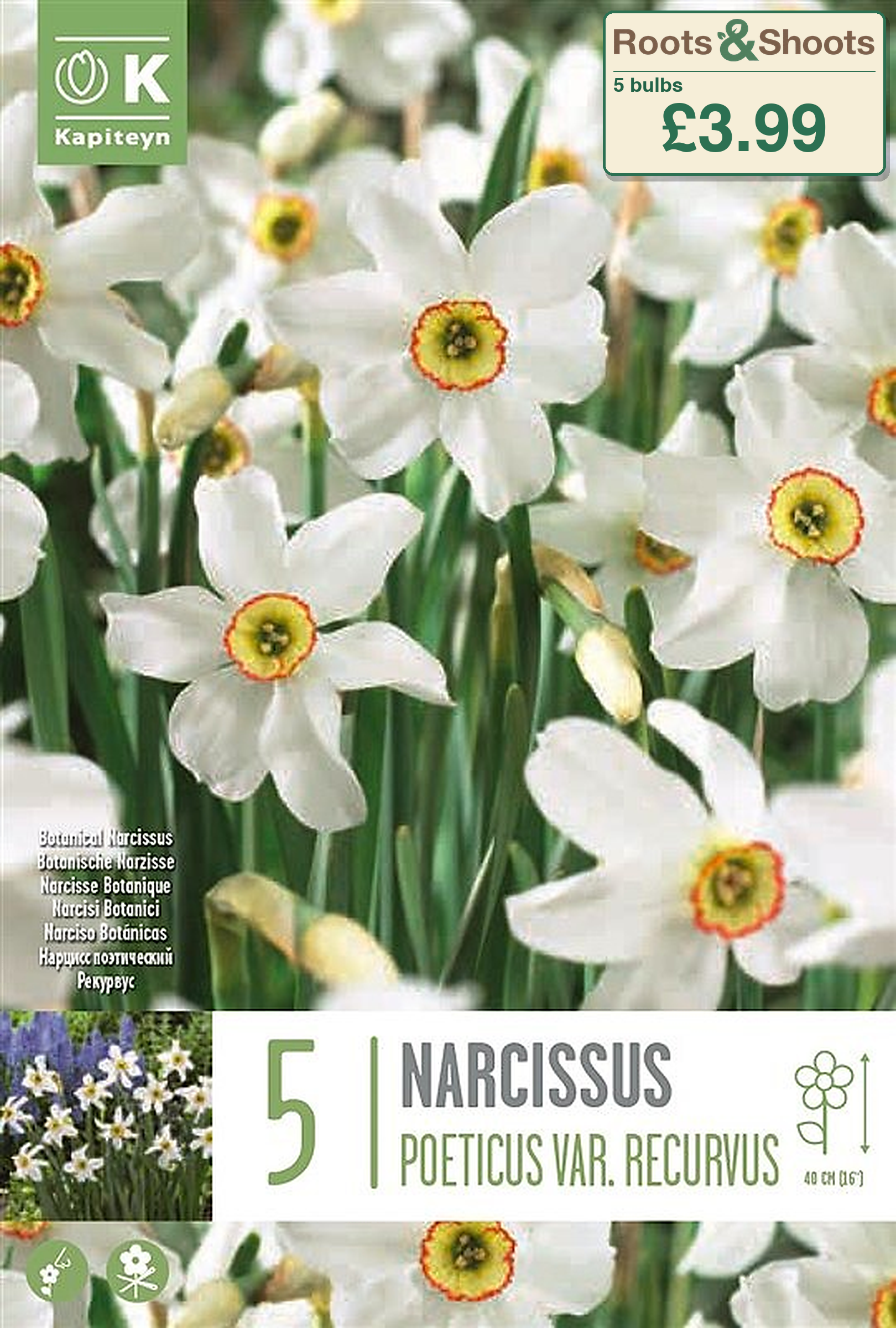 604350 - Narcissus poeticus - var. RECURVUS.png
