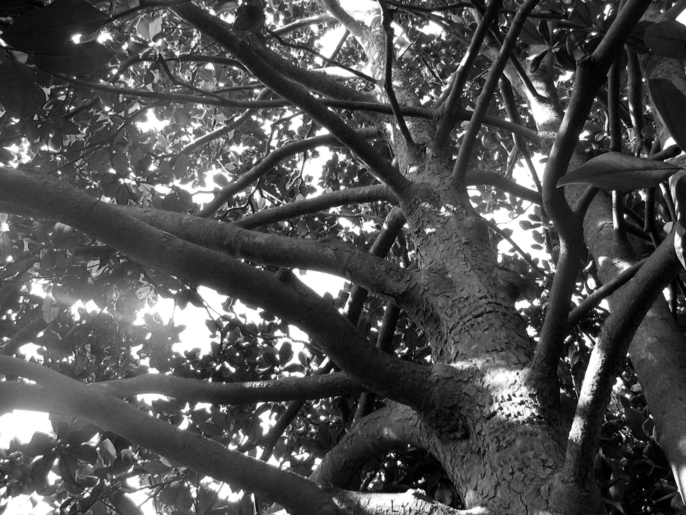 Black and white photo taken from below a magnolia tree with a textured trunk and dense canopy of leaves, with light streaming through gaps in the leaves.